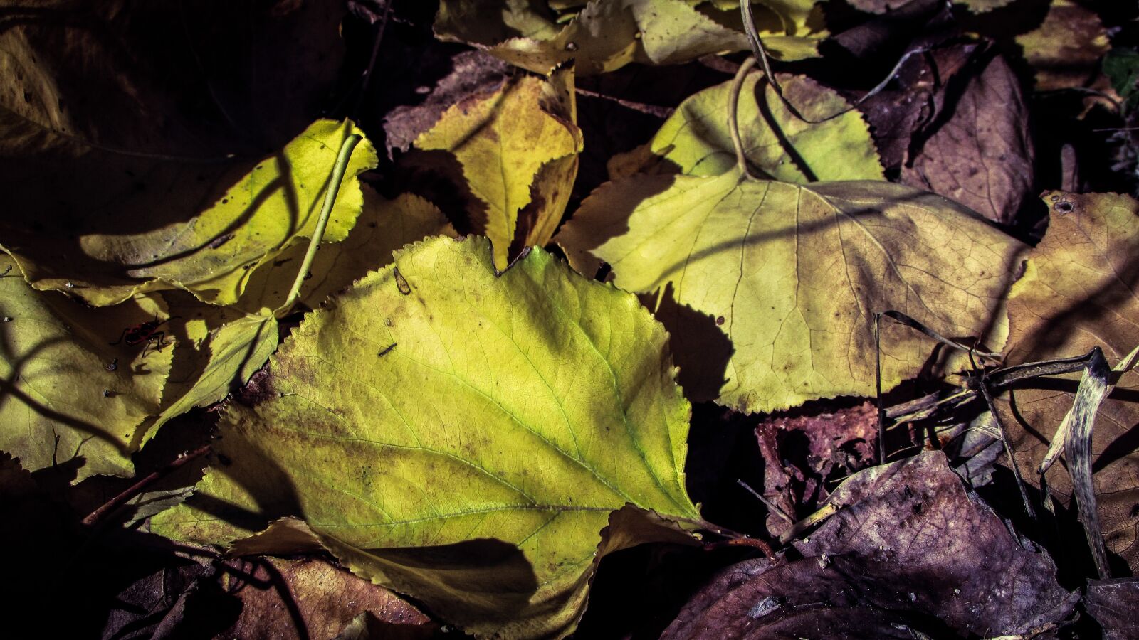 Canon PowerShot SX400 IS sample photo. Autumn, leaves, fall photography