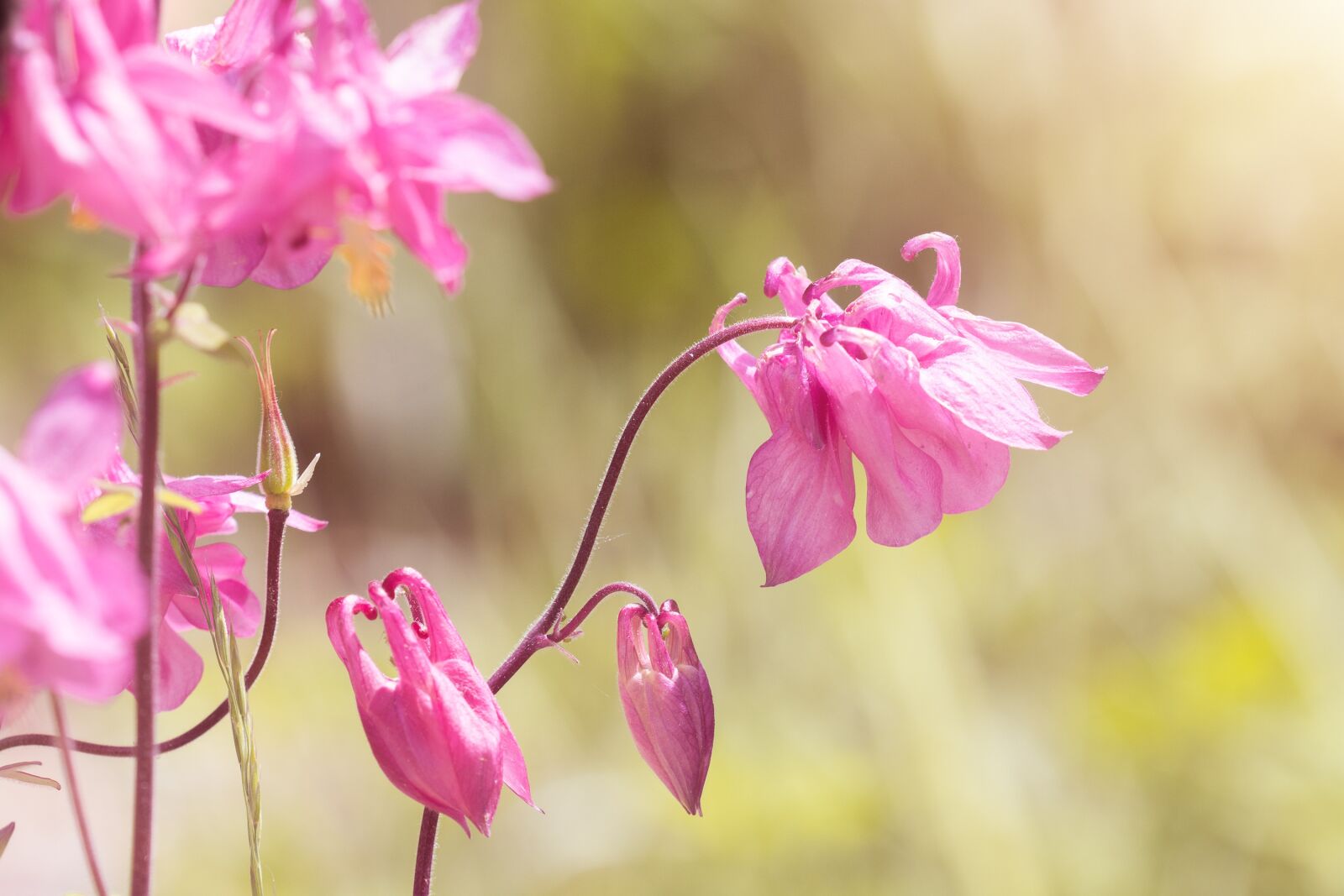 Nikon D7100 sample photo. Columbine, pink, pink columbine photography