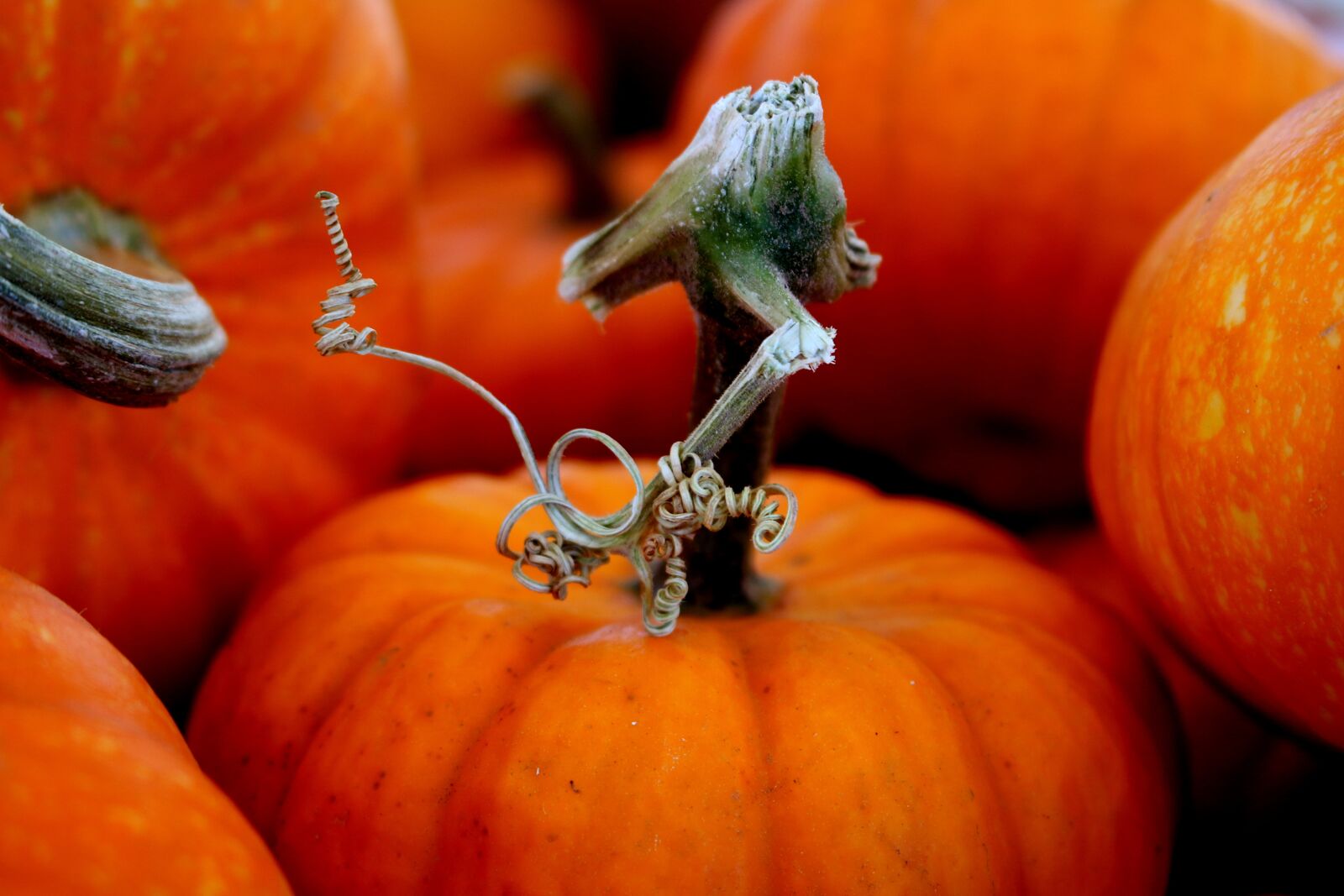 Canon EOS 70D sample photo. Pumpkin, halloween, autumn photography