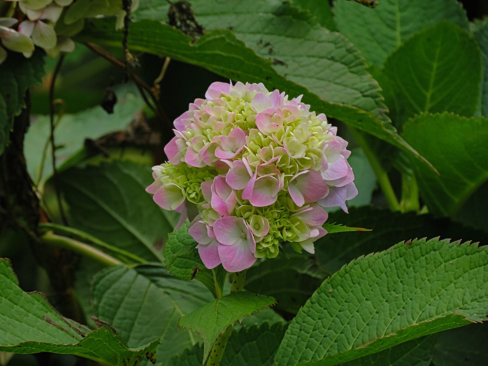 Canon PowerShot SX40 HS sample photo. Garden, petals, hydrangea photography