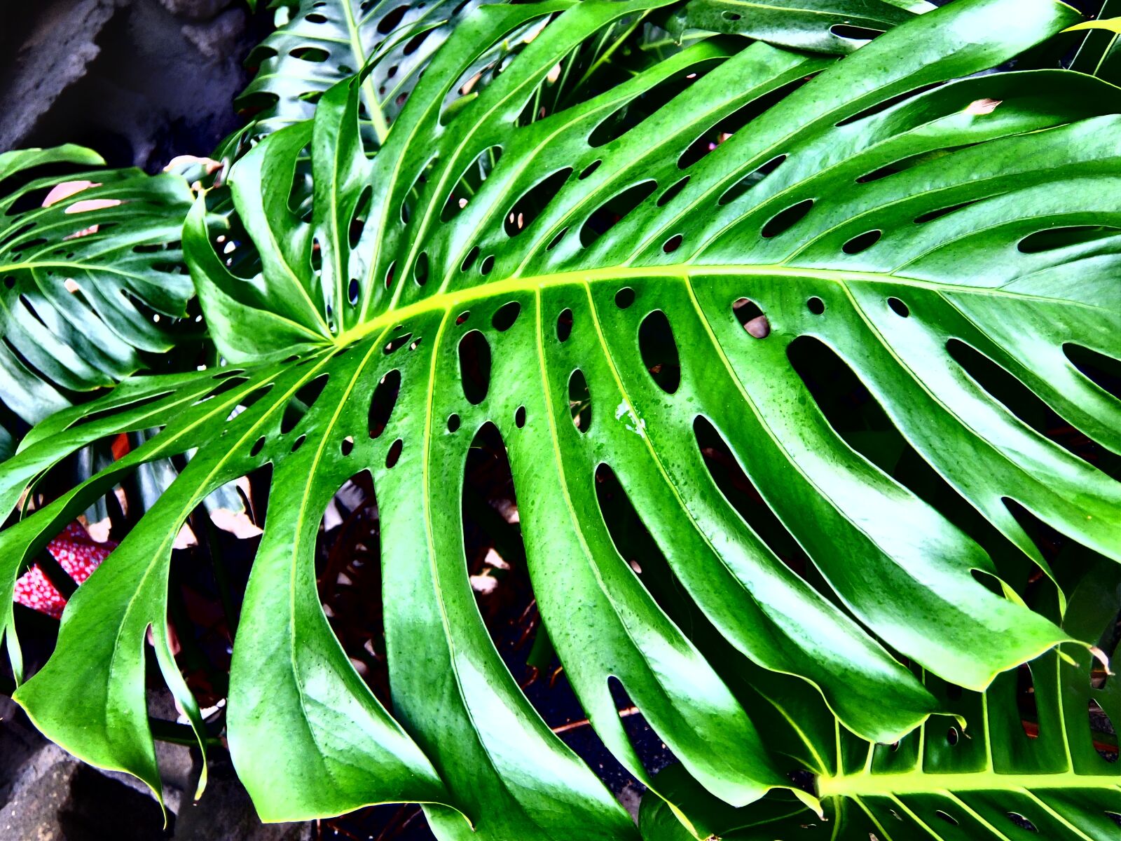 Fujifilm XF1 sample photo. Leaf, green, plant photography