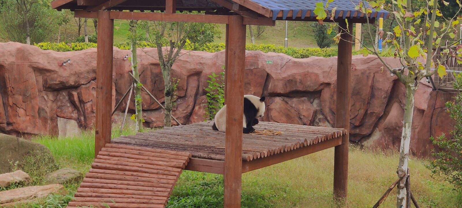 OnePlus GM1910 sample photo. Black view, giant panda photography
