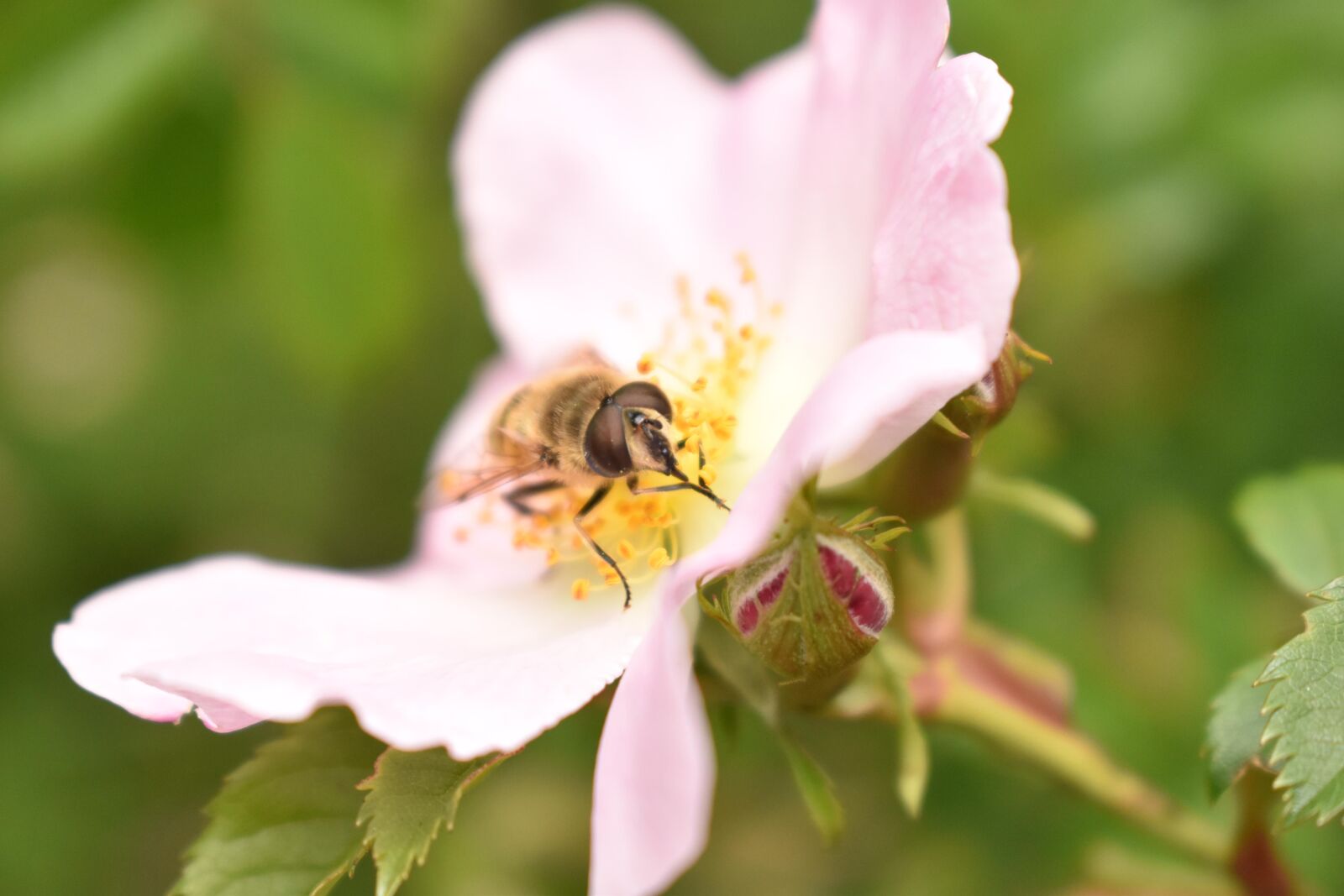 Nikon D3500 sample photo. Bi, bees, nature photography