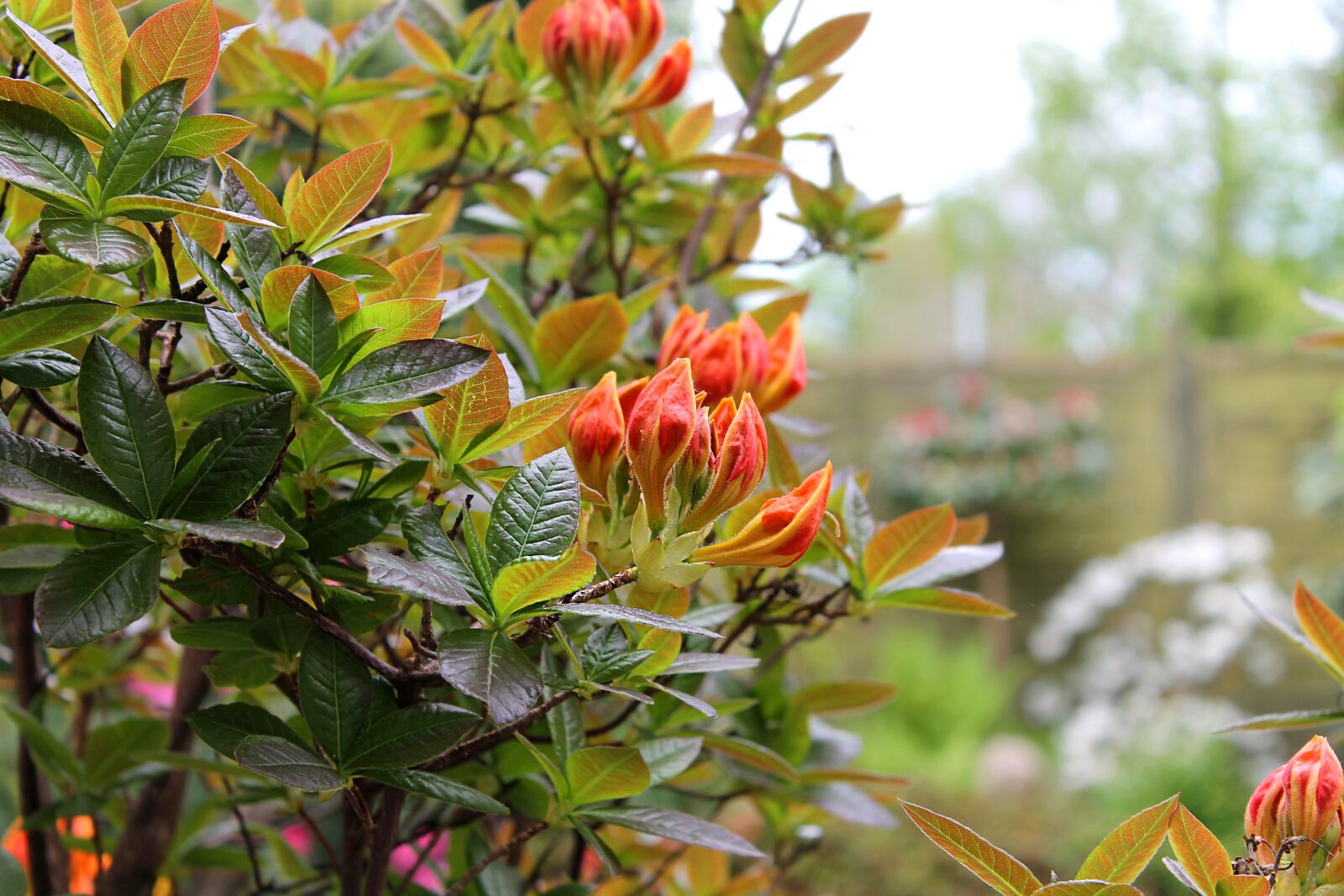 Canon EOS 1100D (EOS Rebel T3 / EOS Kiss X50) sample photo. Have, background, azalie photography