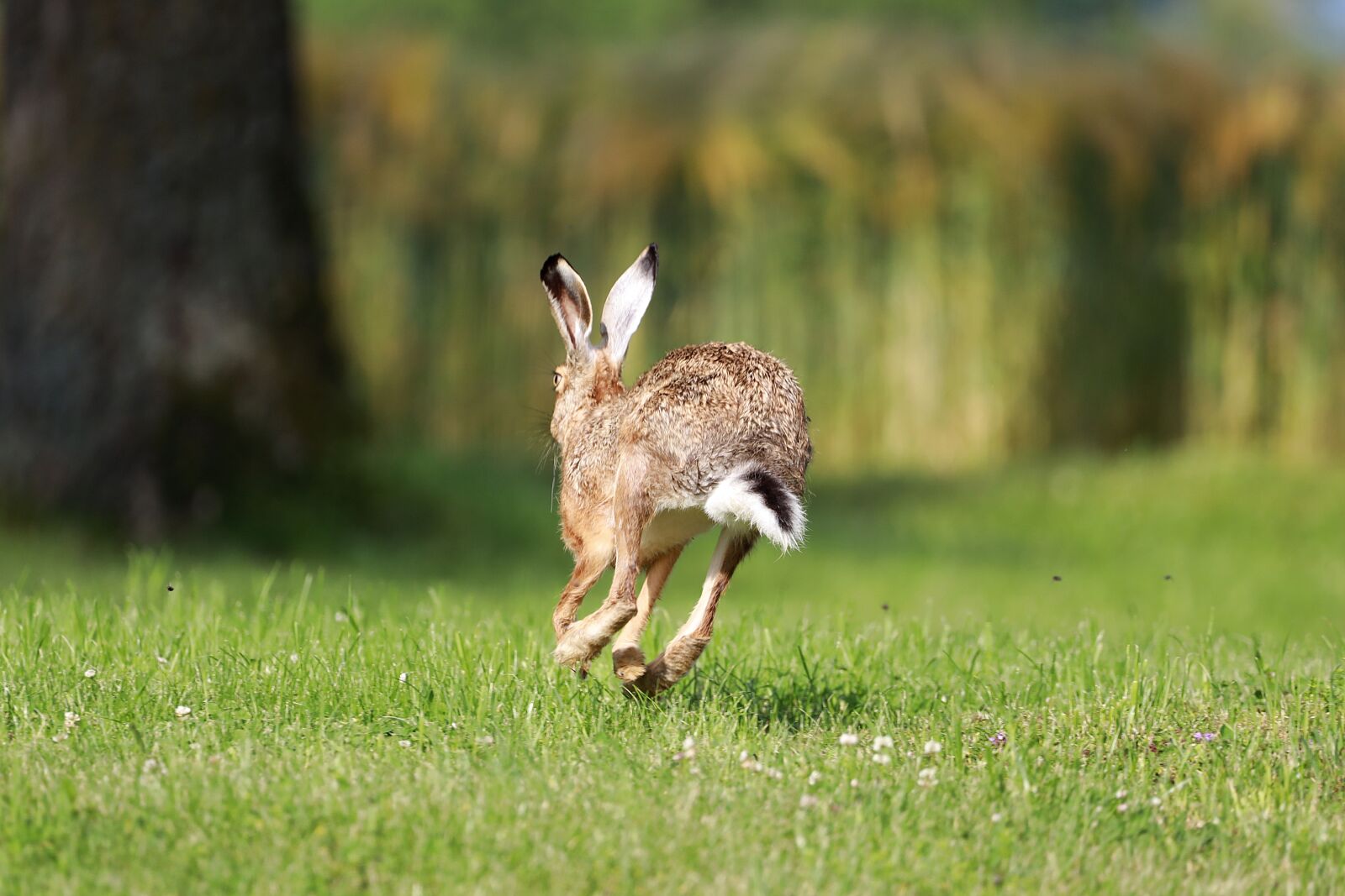 Canon EOS R + 150-600mm F5-6.3 DG OS HSM | Contemporary 015 sample photo. Hare, long eared, rabbit photography