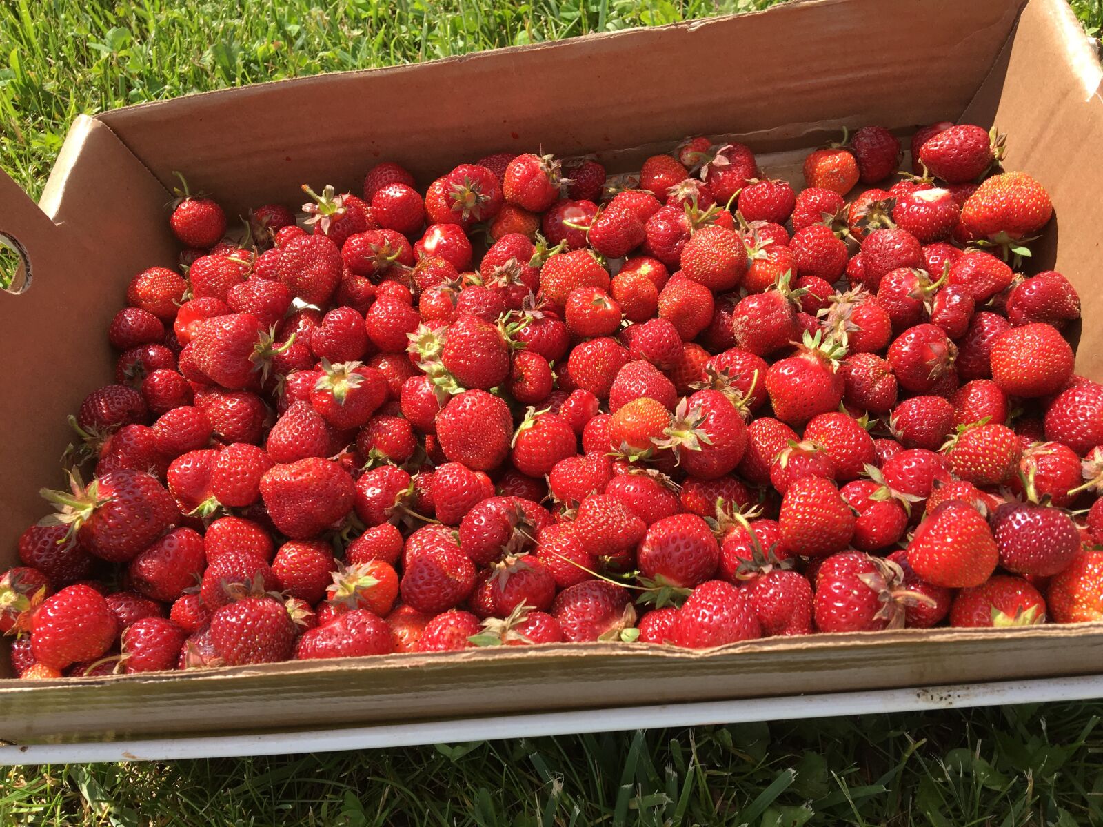 Apple iPhone 6s sample photo. Strawberries, summer, fresh photography