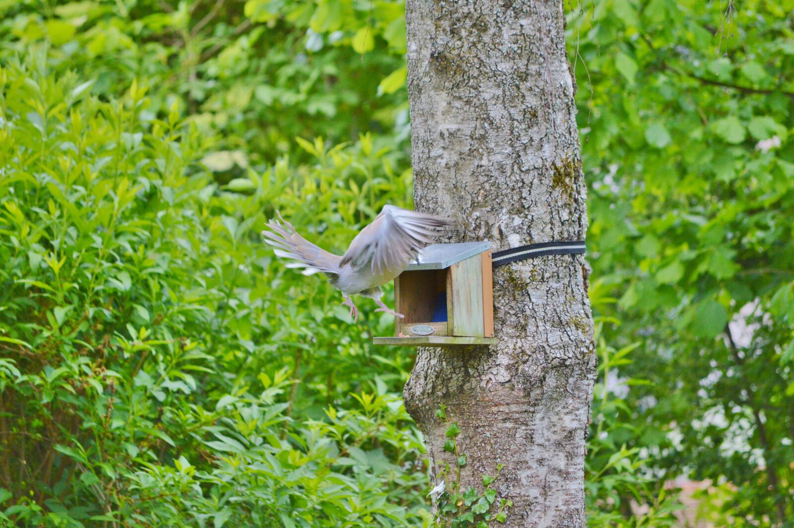 Nikon D3200 sample photo. Dove, bird, feather photography