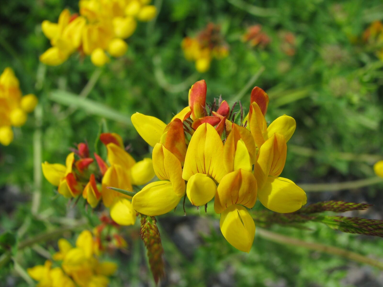 Canon POWERSHOT S5 IS sample photo. Flowers, wild flowers, yellow photography