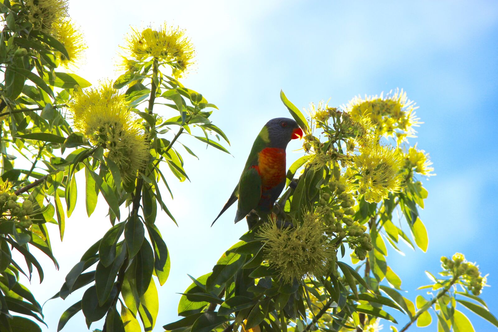 Canon EF-S 55-250mm F4-5.6 IS II sample photo. Lorikeet, parrot, native flower photography
