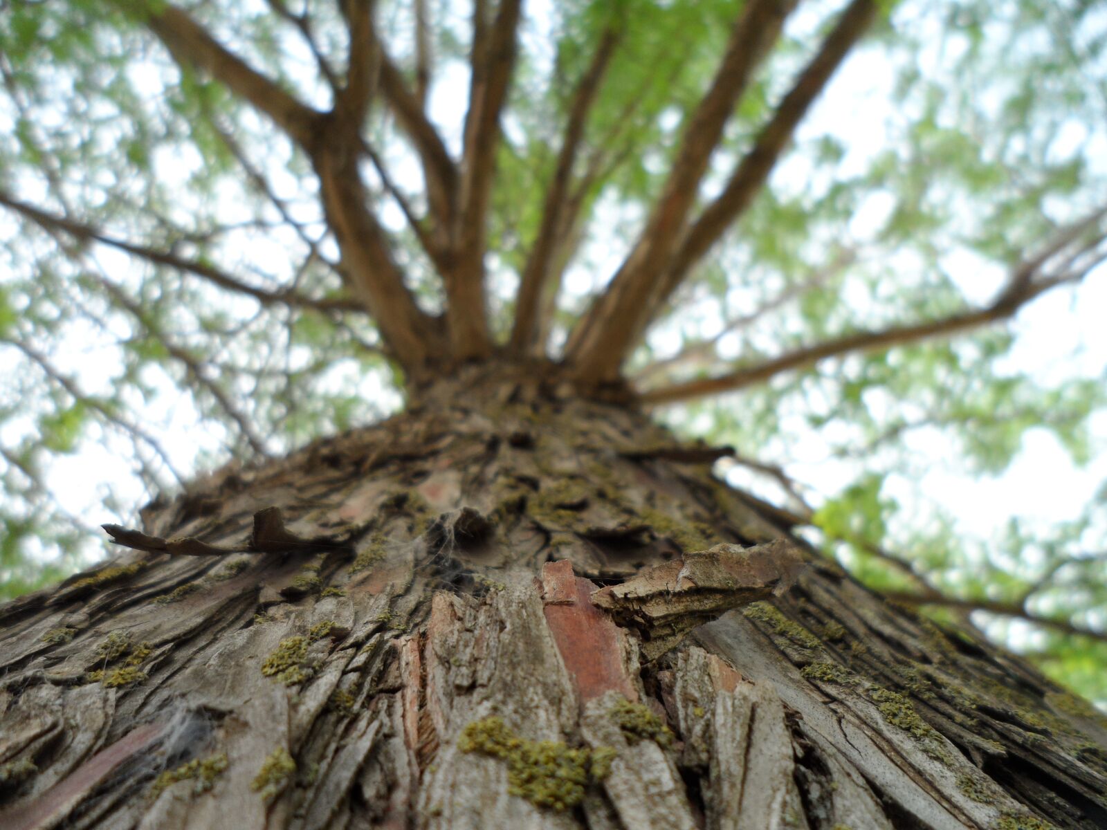 Samsung MV800 sample photo. Tree, pretty, green photography