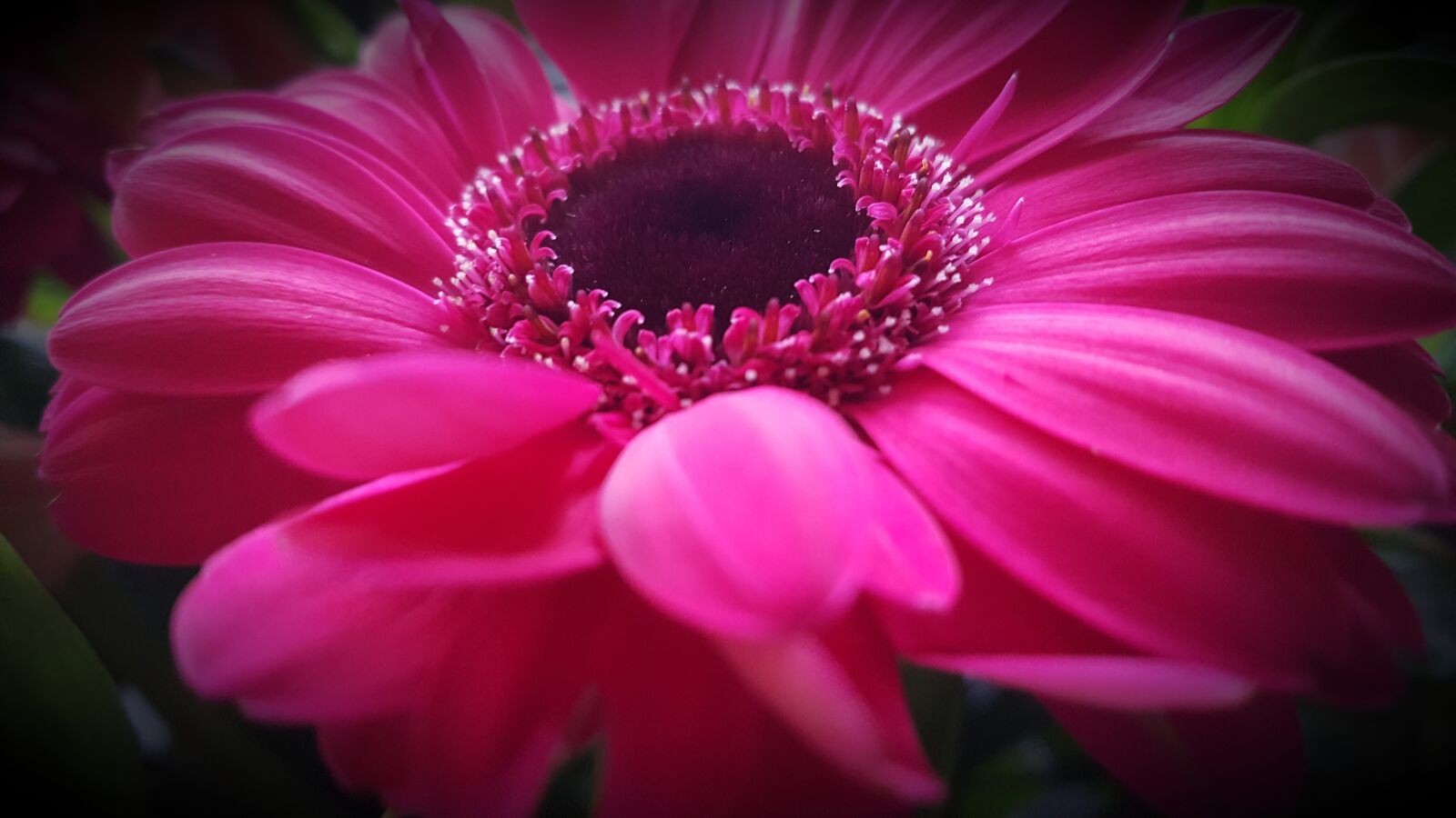 Samsung Galaxy S6 sample photo. Flower, nature, plant photography