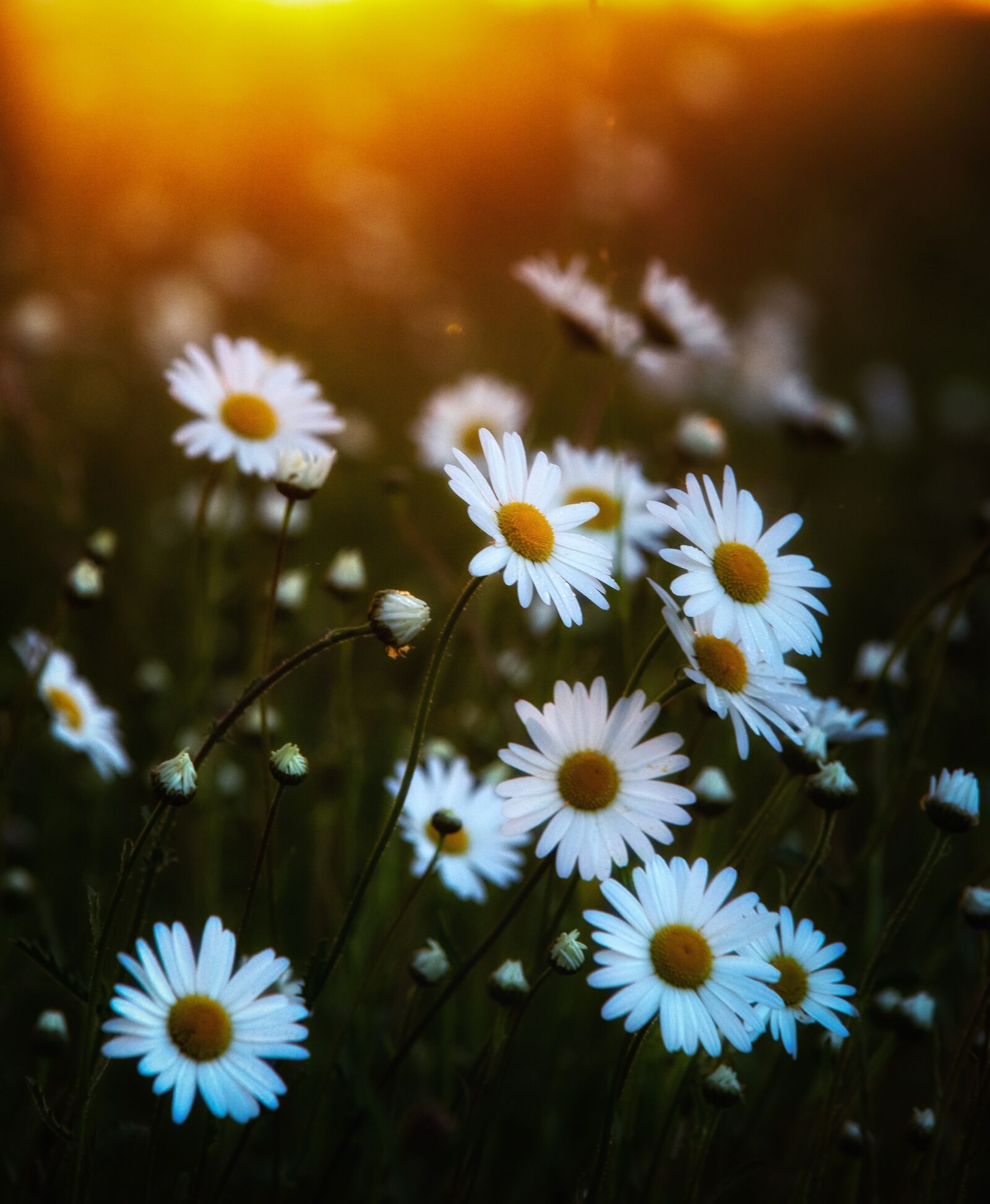 Sony a7 + Sony DT 50mm F1.8 SAM sample photo. Sun, flowers, summer photography