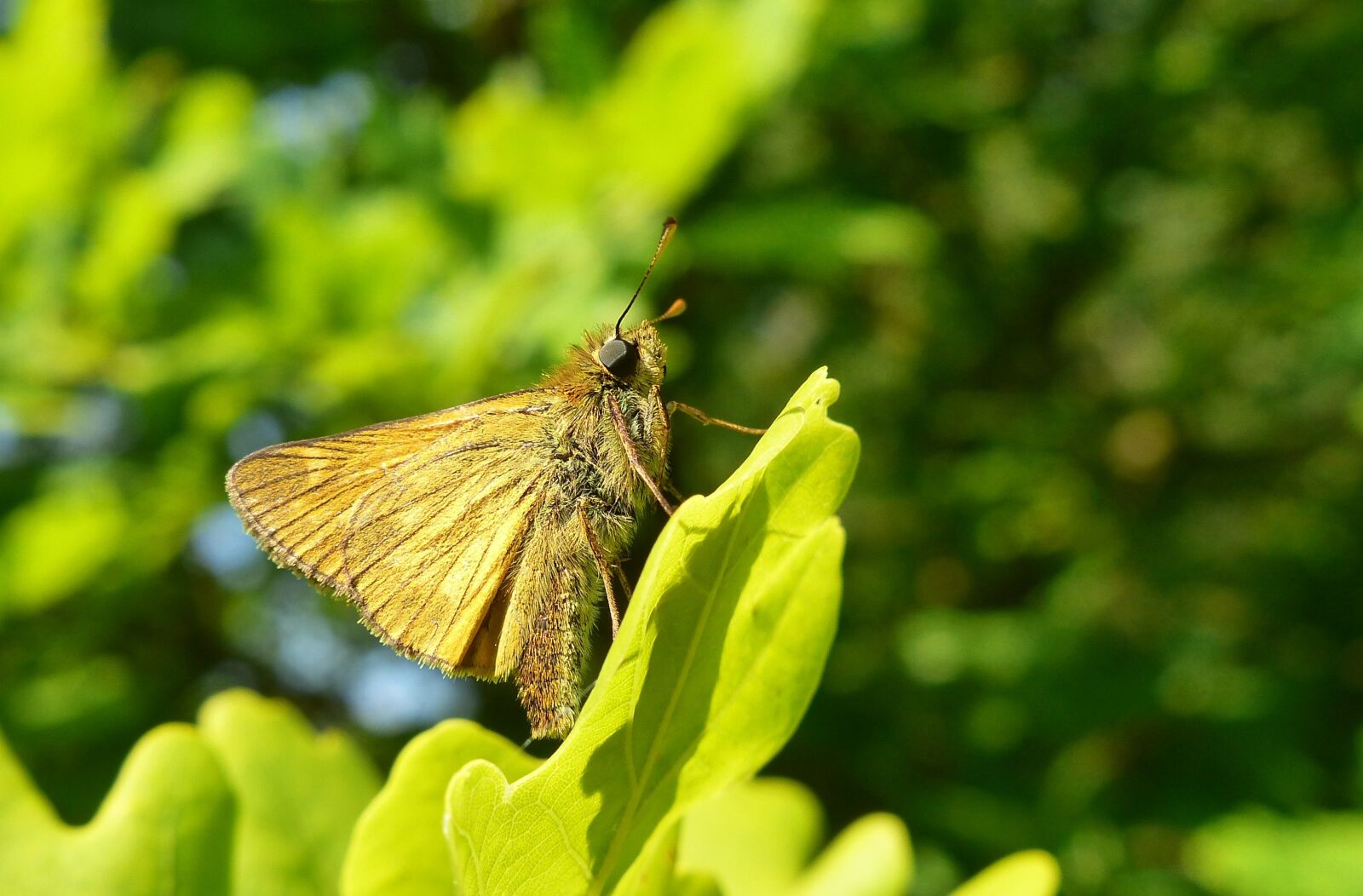 Panasonic Lumix DMC-FZ200 sample photo. Nature, plant, leaf photography