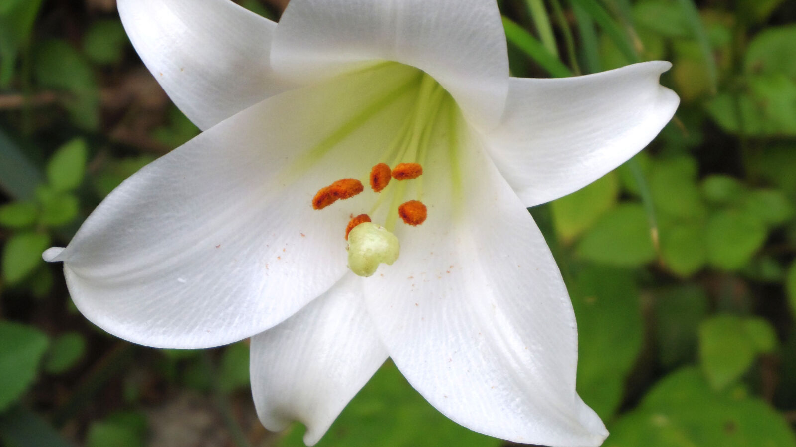 Pentax Q10 sample photo. Flower photography