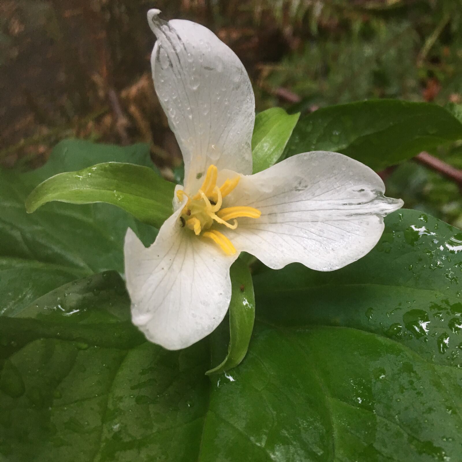 Apple iPhone 6s sample photo. Trillium, may flowers, flower photography