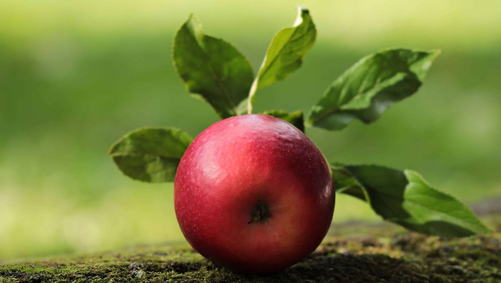 Canon EOS 80D sample photo. Nature, red apple, food photography