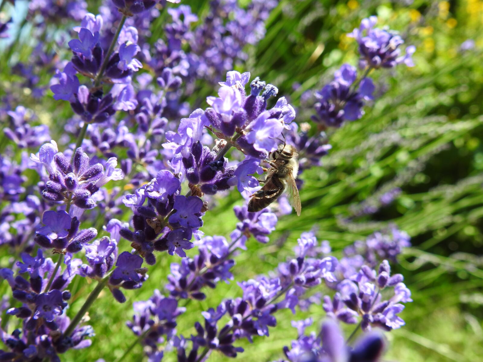 Nikon Coolpix P900 sample photo. Bee, lavender, flowers photography