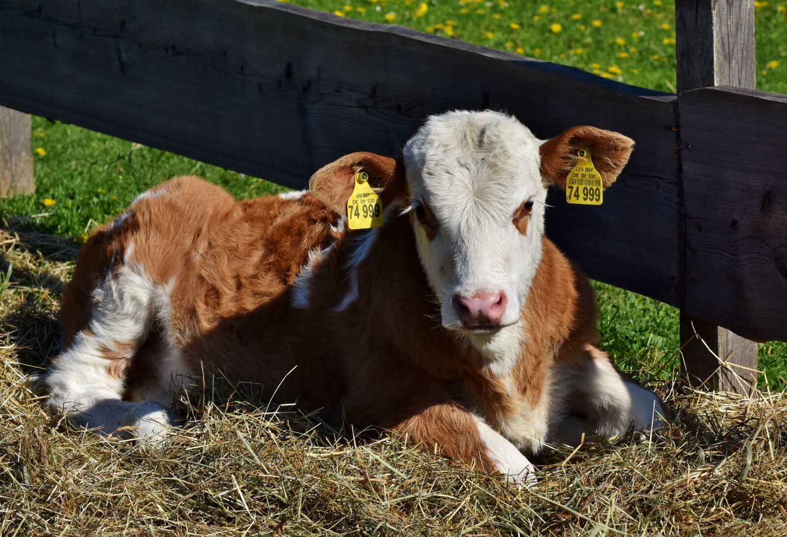 Nikon D7200 sample photo. Cow, calf, kuhschnauze photography
