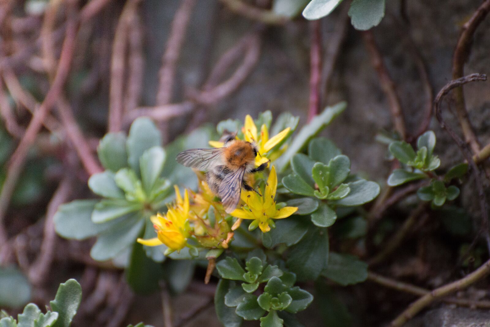Canon EOS 70D sample photo. Insect, flowers, nature photography