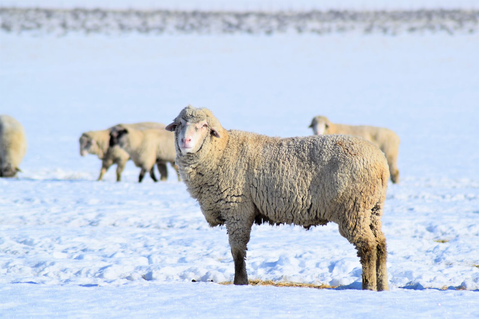 Nikon D3300 sample photo. Sheep, snow, winter photography