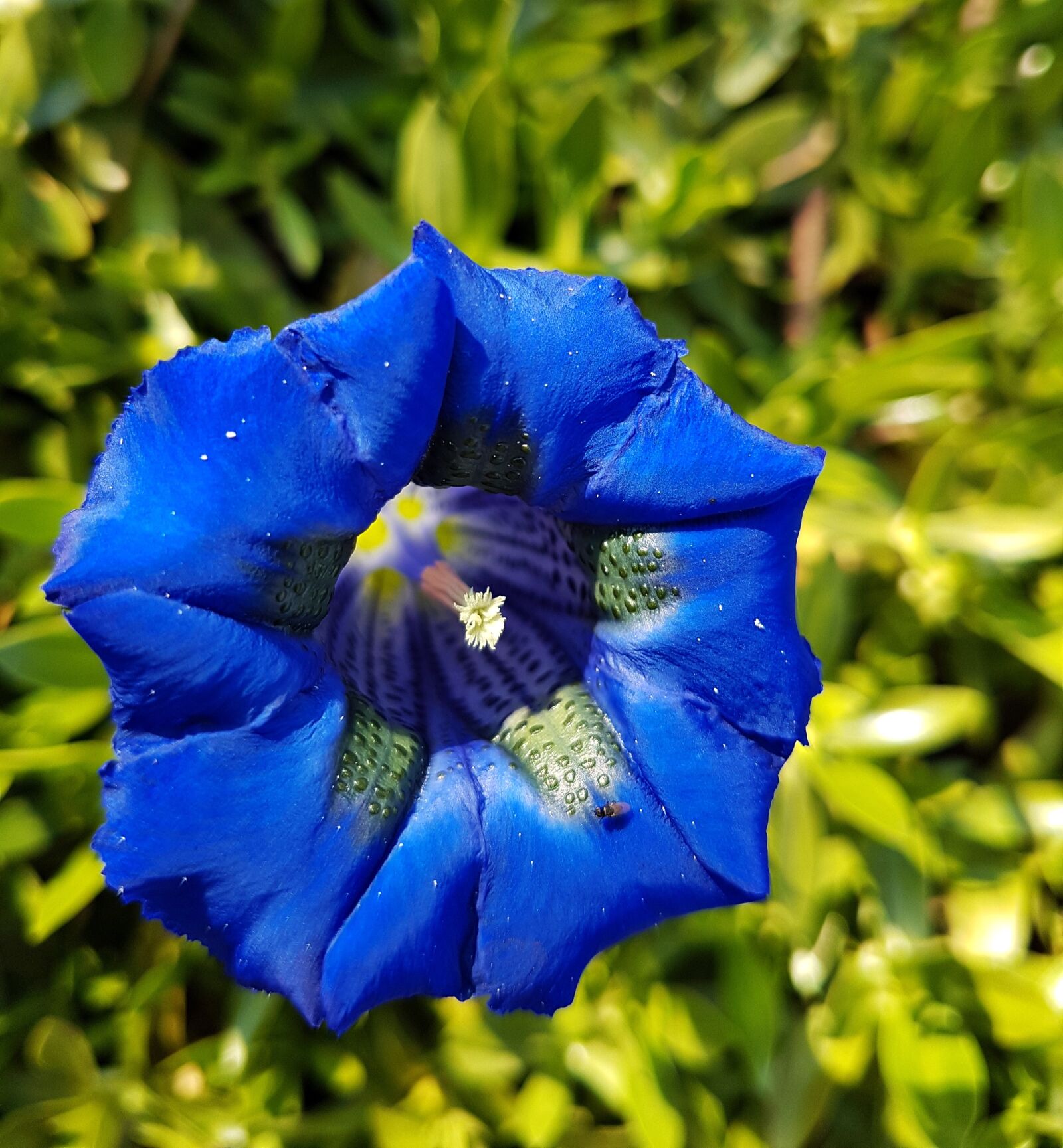 Samsung Galaxy S7 sample photo. Blue, blue gentian, bavarian photography