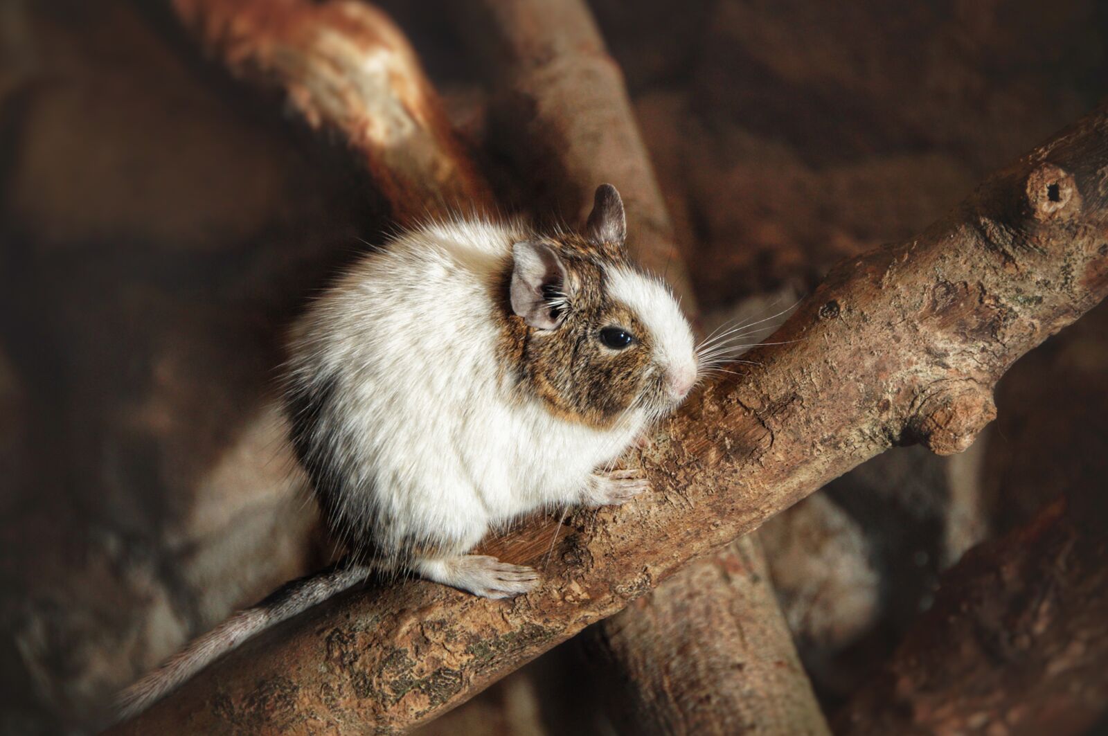 Sony SLT-A58 sample photo. Degu, rodent, bush rat photography