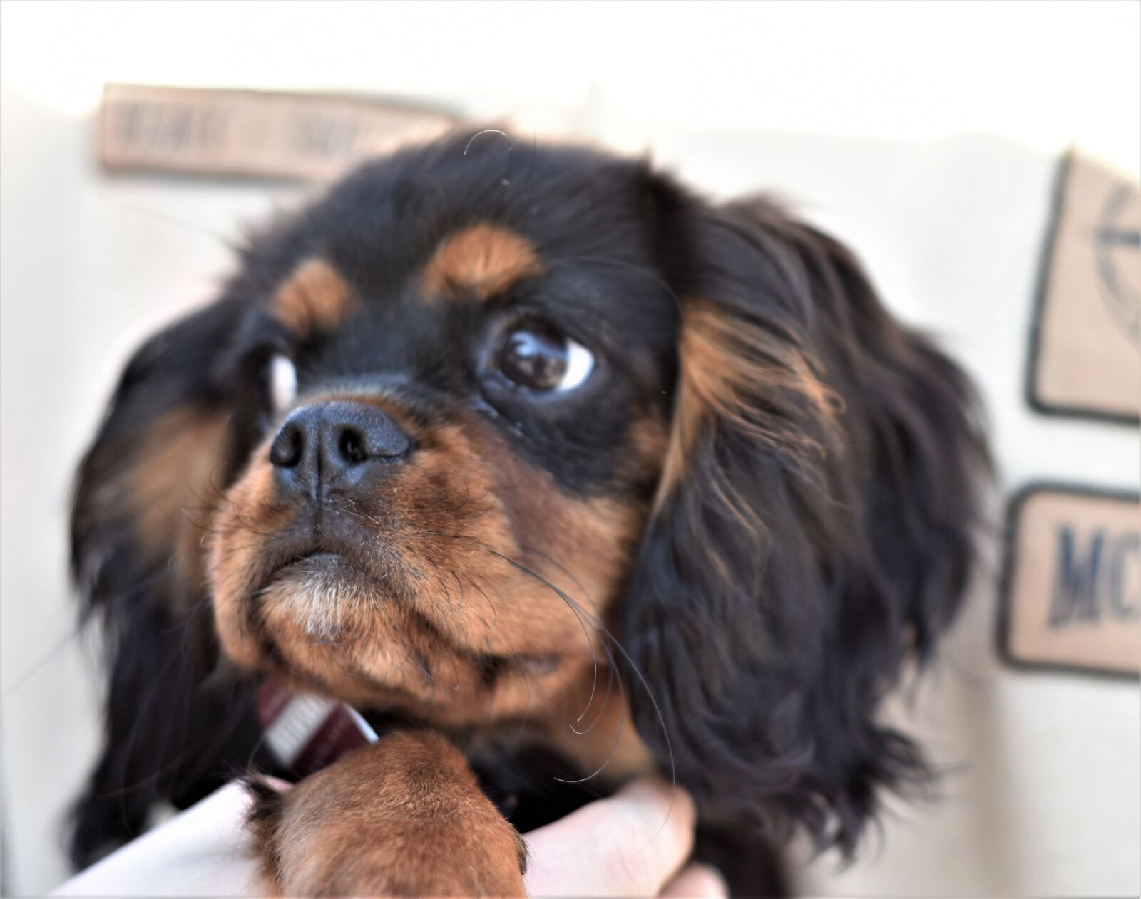 Nikon D7200 sample photo. Dog, cavalier king charles photography