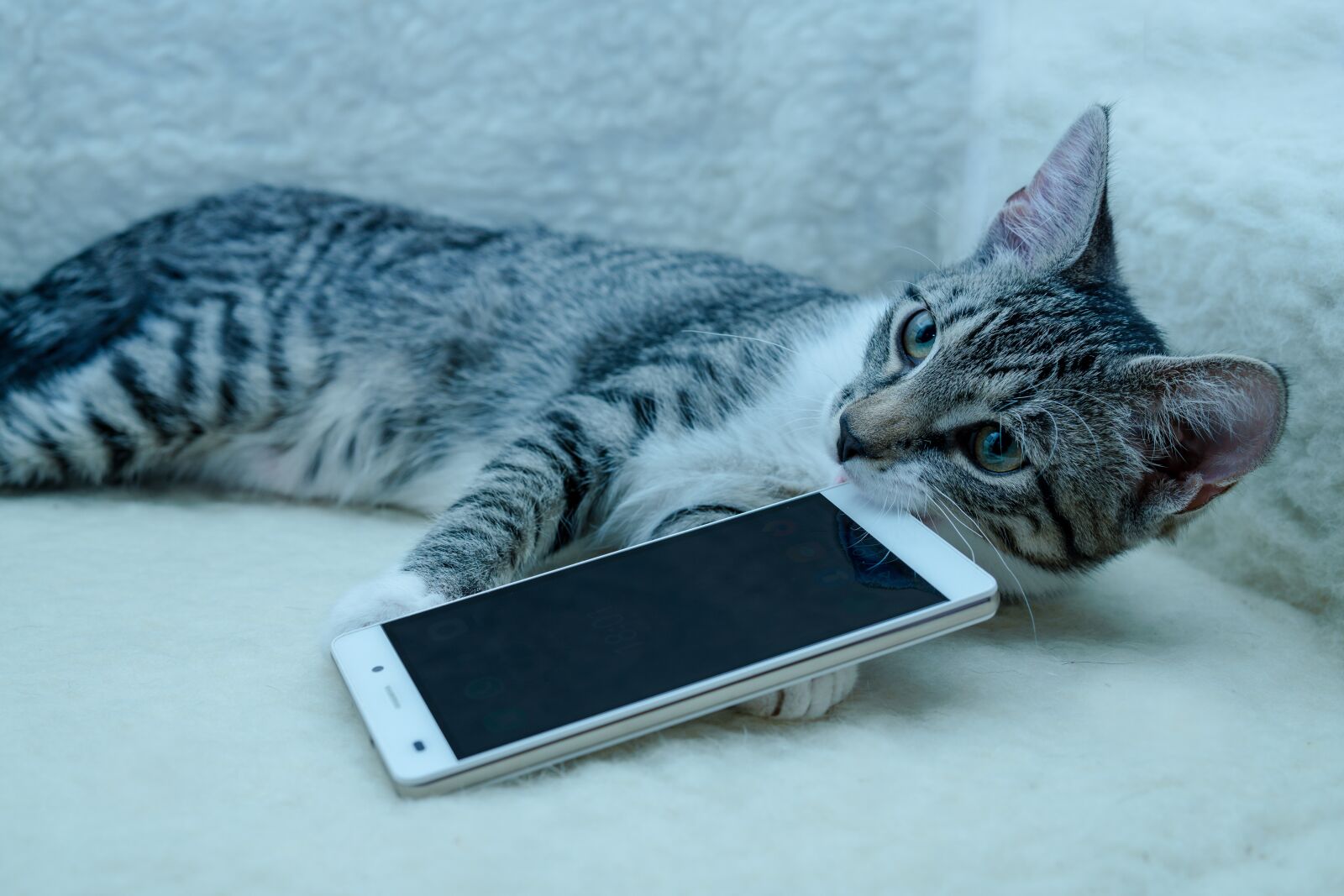 Sony a6000 sample photo. Cat, small, mackerel photography