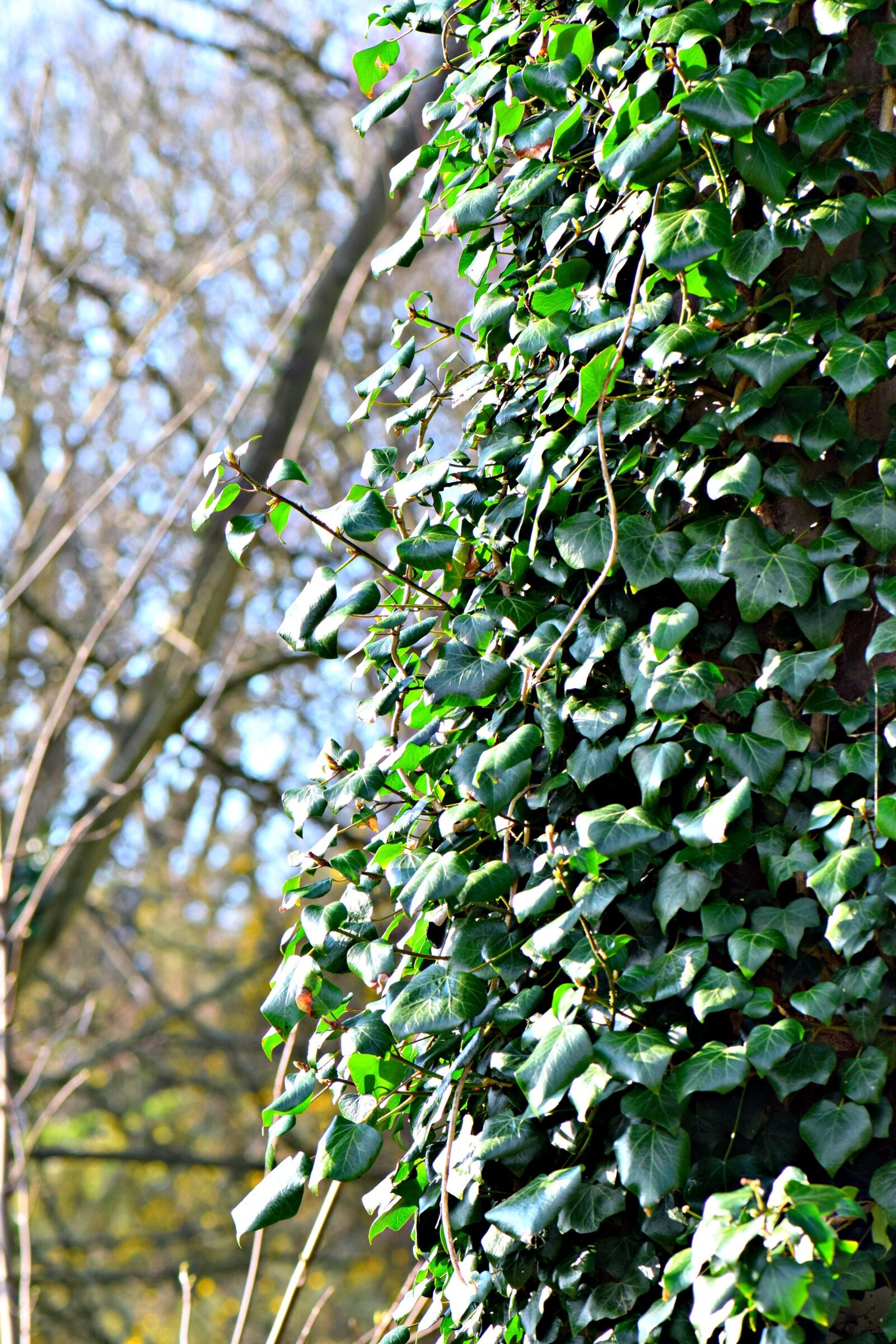 Nikon D5300 sample photo. Efeu, ivy, tree photography