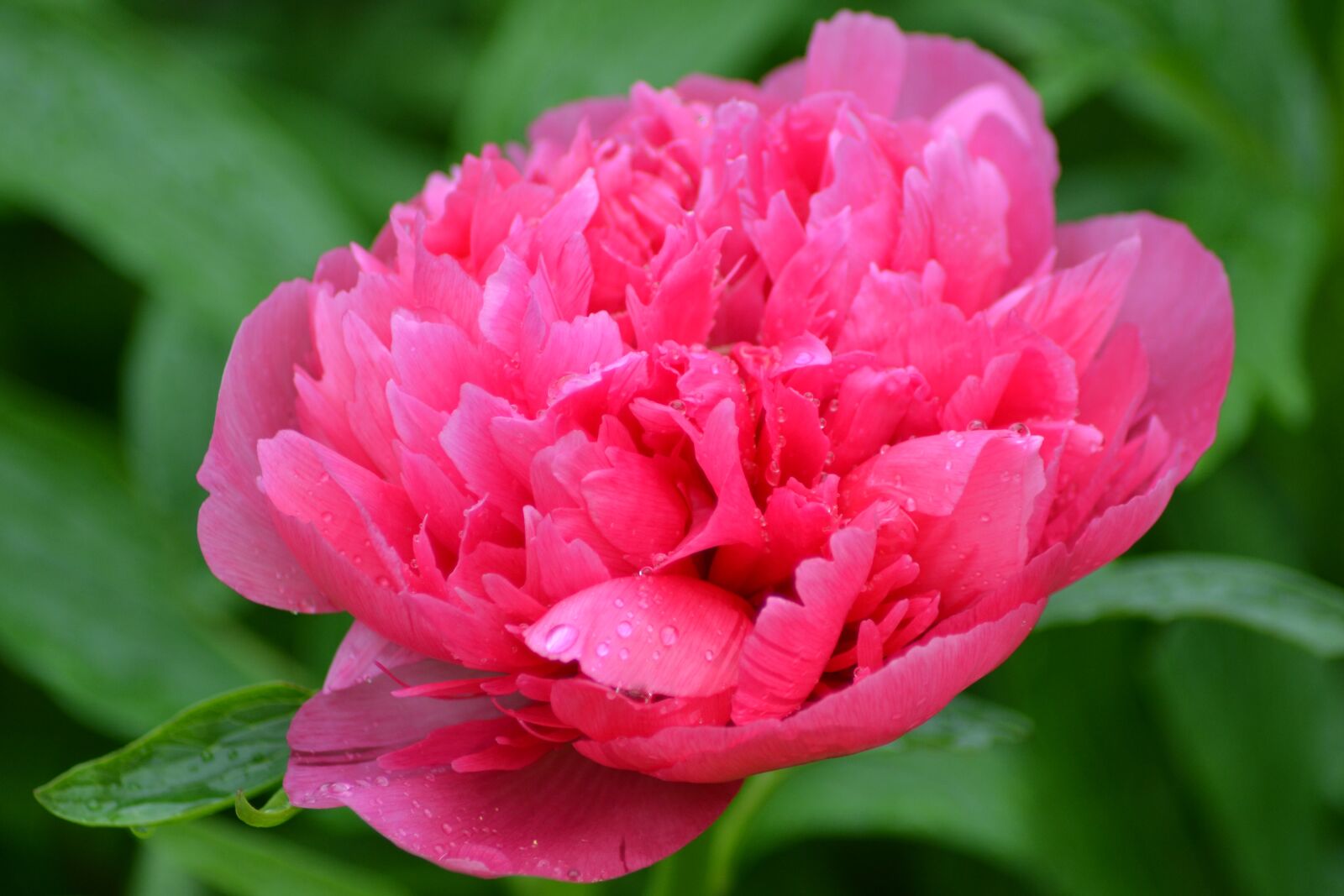 Nikon D3100 sample photo. Flower, peony, pink photography