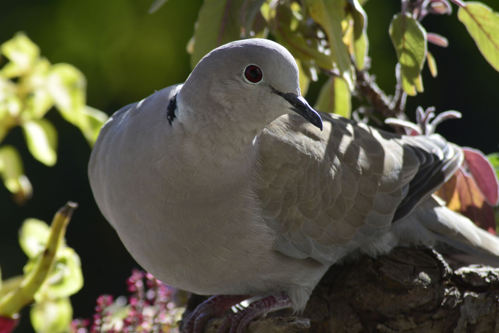 Nikon D7100 sample photo. Bird, nature, animal world photography