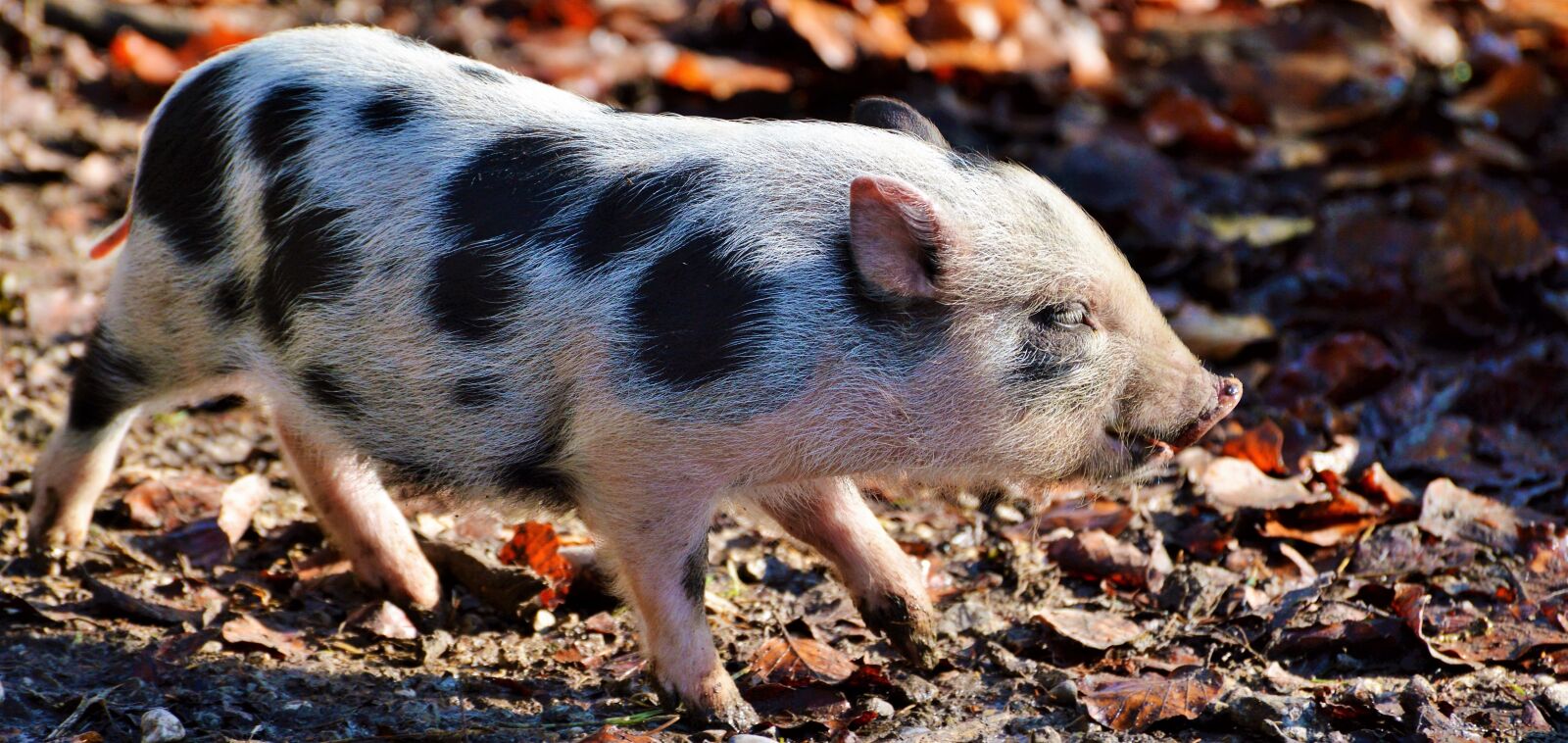 Nikon D3200 sample photo. Pot bellied pig, pig photography