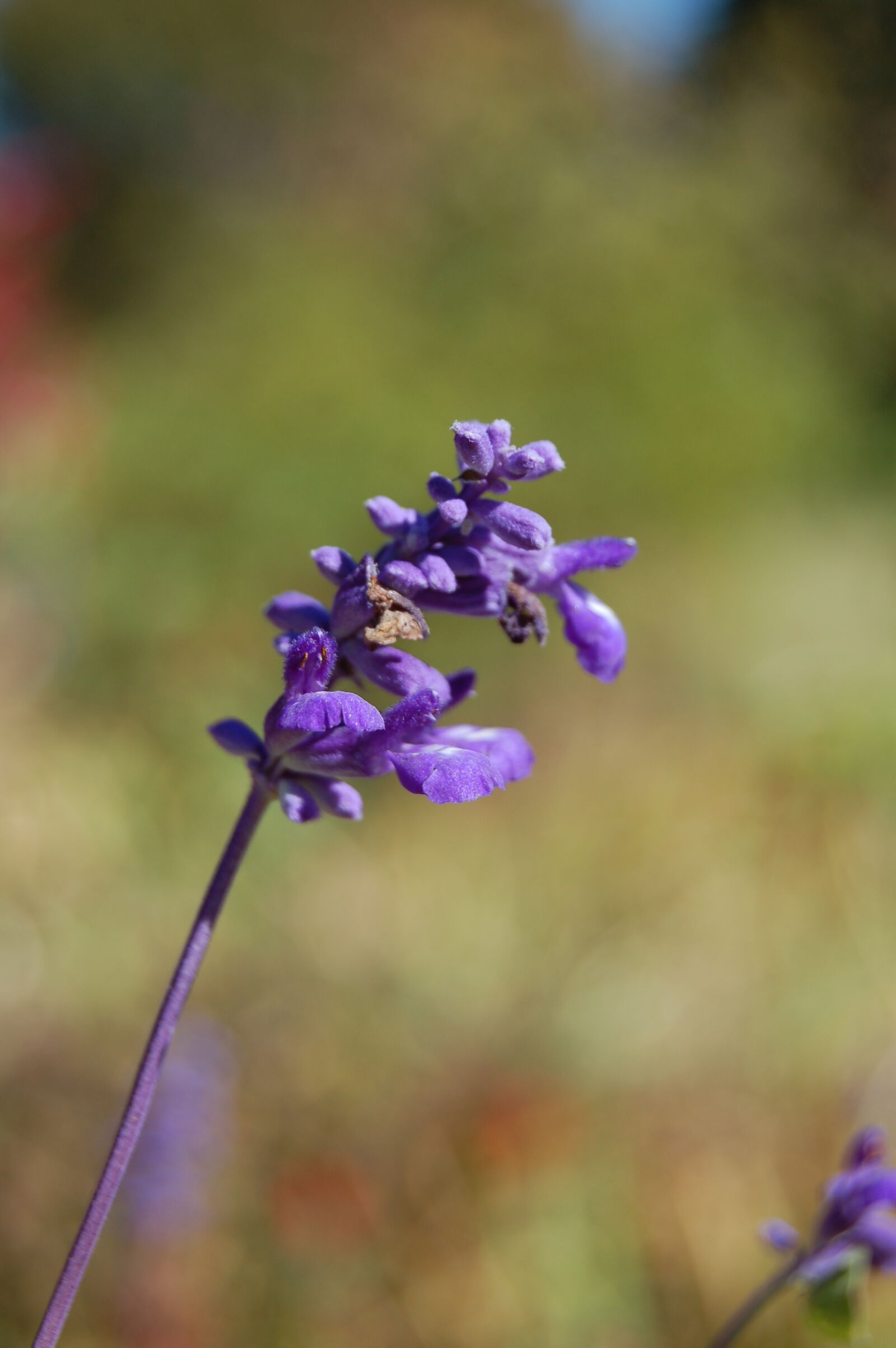 AF-S DX Zoom-Nikkor 18-55mm f/3.5-5.6G ED sample photo. Purple, purple, flowers photography