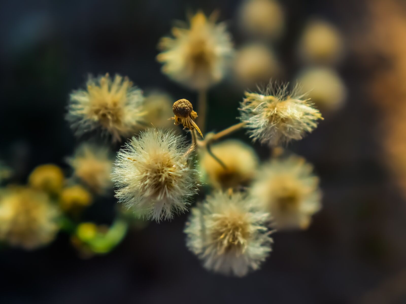 Nikon D3300 sample photo. Flower, flora, nature photography