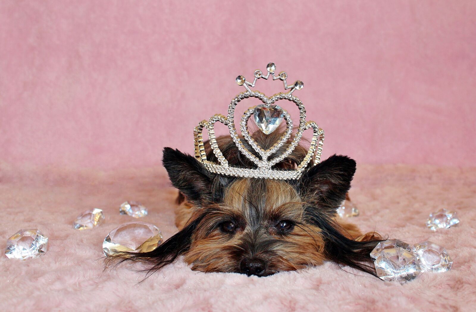 Canon EOS 600D (Rebel EOS T3i / EOS Kiss X5) sample photo. Yorkshire terrier, dog, crown photography