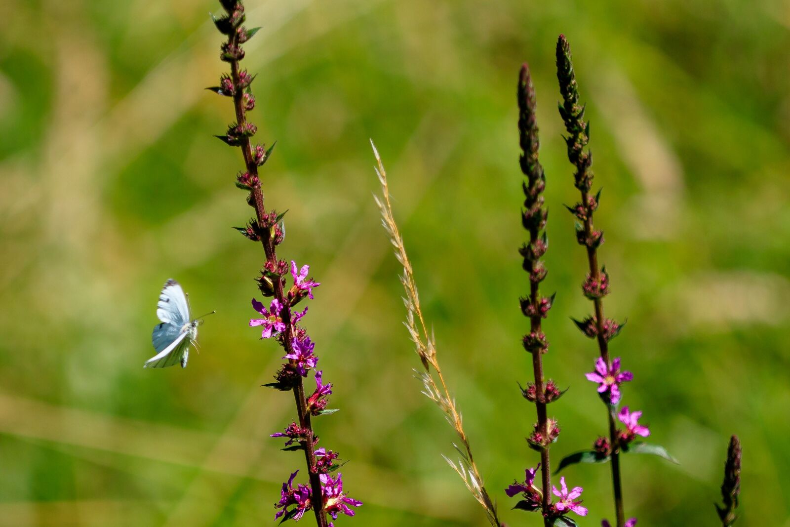 Canon EOS 80D sample photo. Butterfly, insect, nature photography