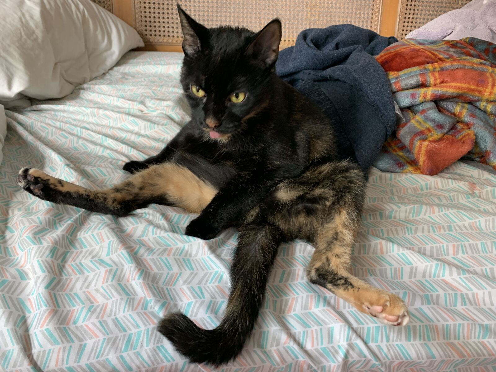 Apple iPhone XR sample photo. Cat, kitten, pet photography