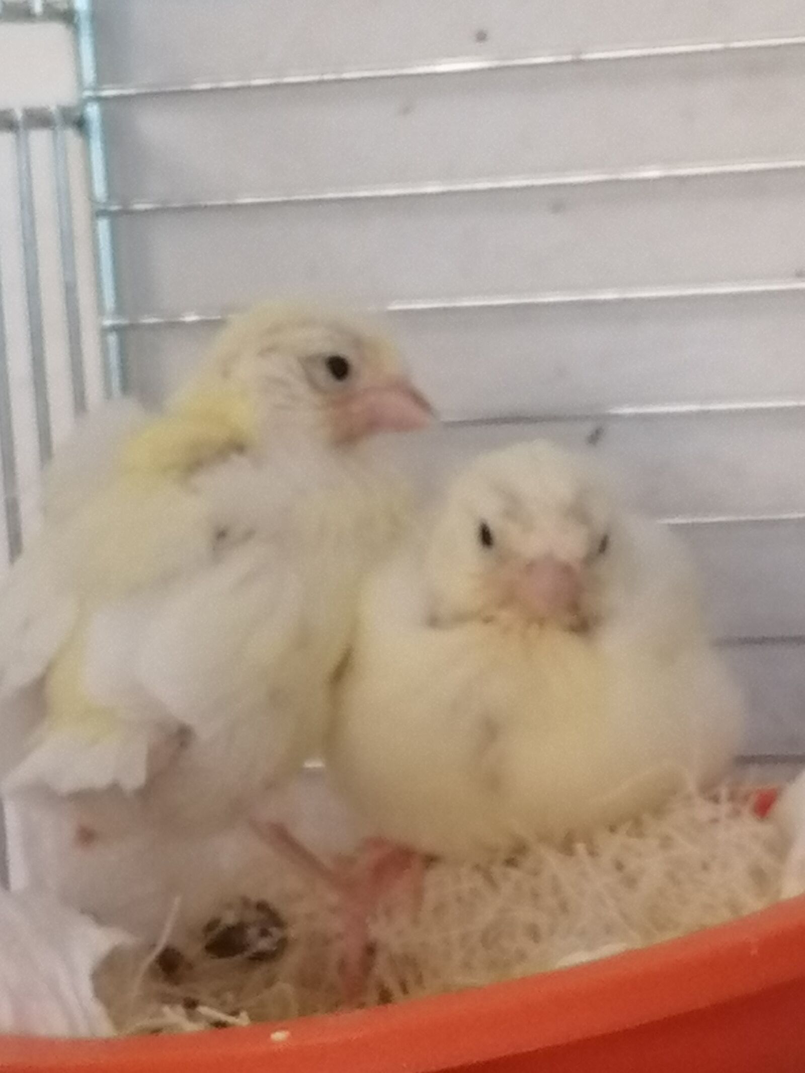 HUAWEI P30 LITE sample photo. Chicks, canary, birds photography
