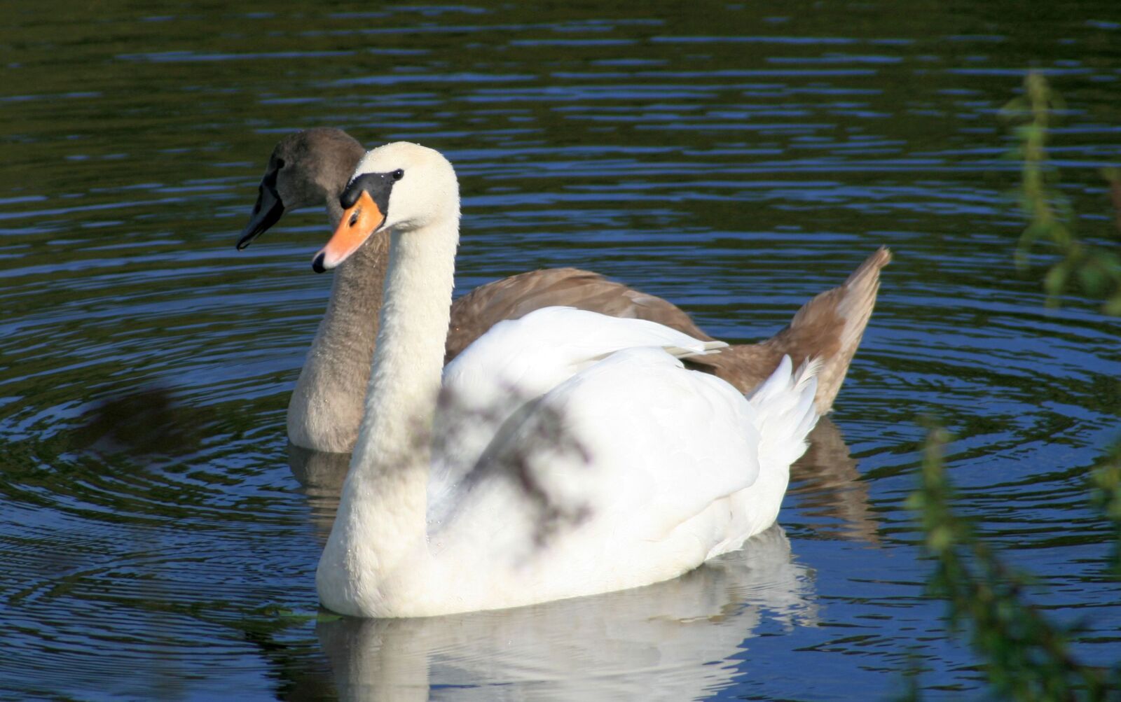 Canon EOS 400D (EOS Digital Rebel XTi / EOS Kiss Digital X) sample photo. Swans, gray swan, young photography