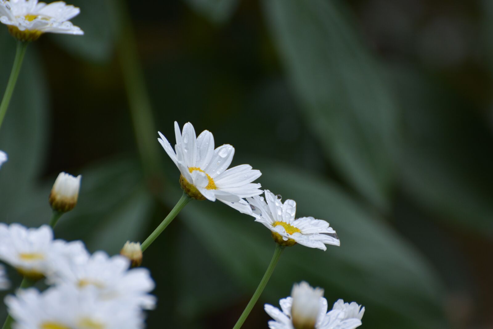 Nikon D7100 sample photo. Daisies, flowers, pointed flower photography