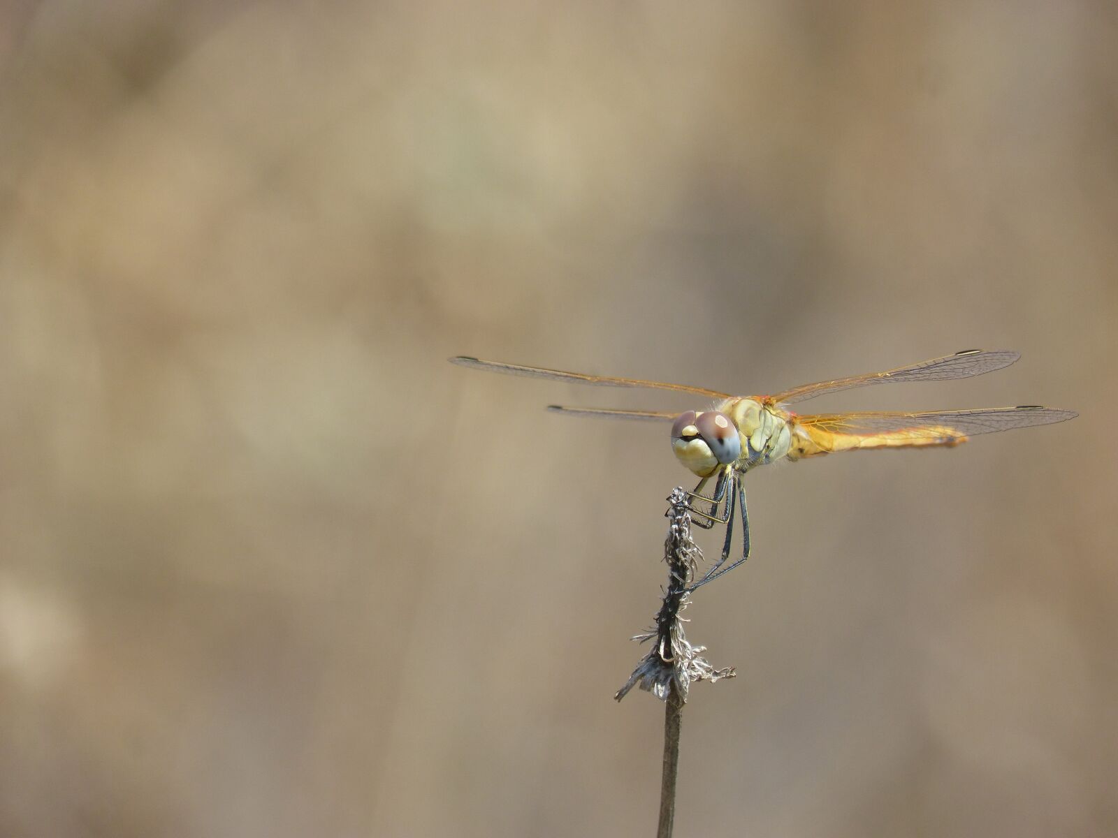 Panasonic DMC-FZ62 sample photo. Dragonfly, yellow dragonfly, branch photography