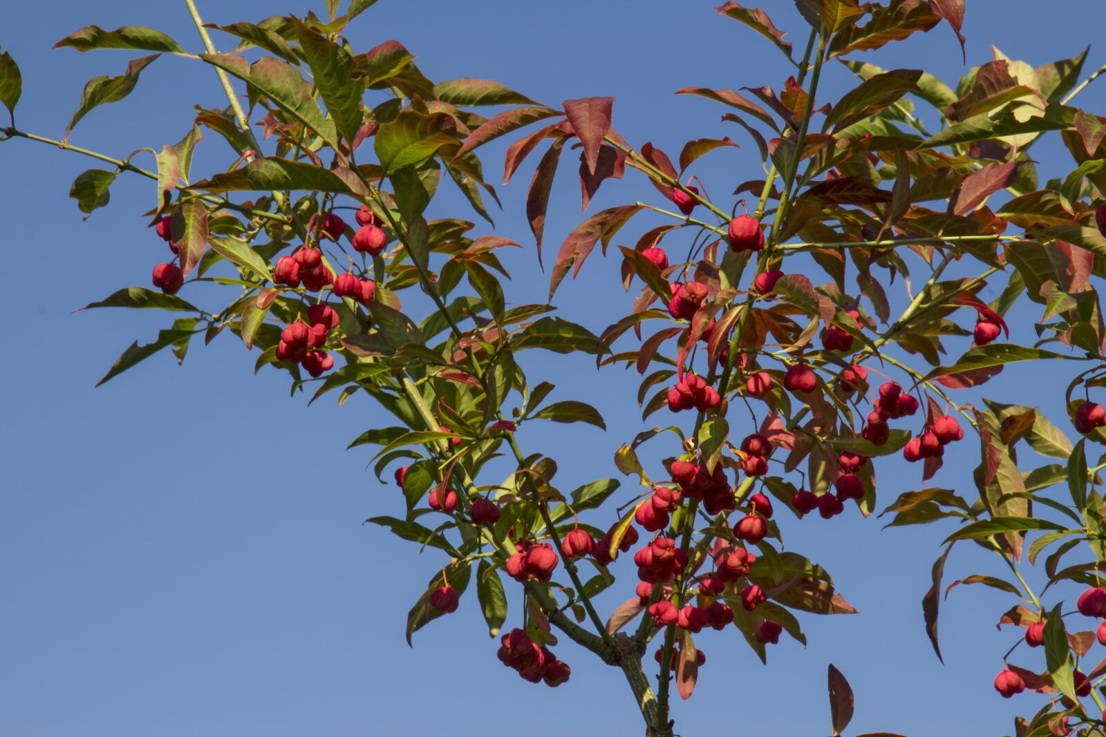 Canon EOS 7D sample photo. Spindle, euonymus europaeus, pfaff photography