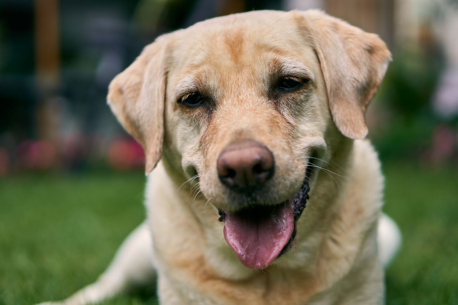 Sony E 50mm F1.8 OSS sample photo. Labrador, dog, animal photography