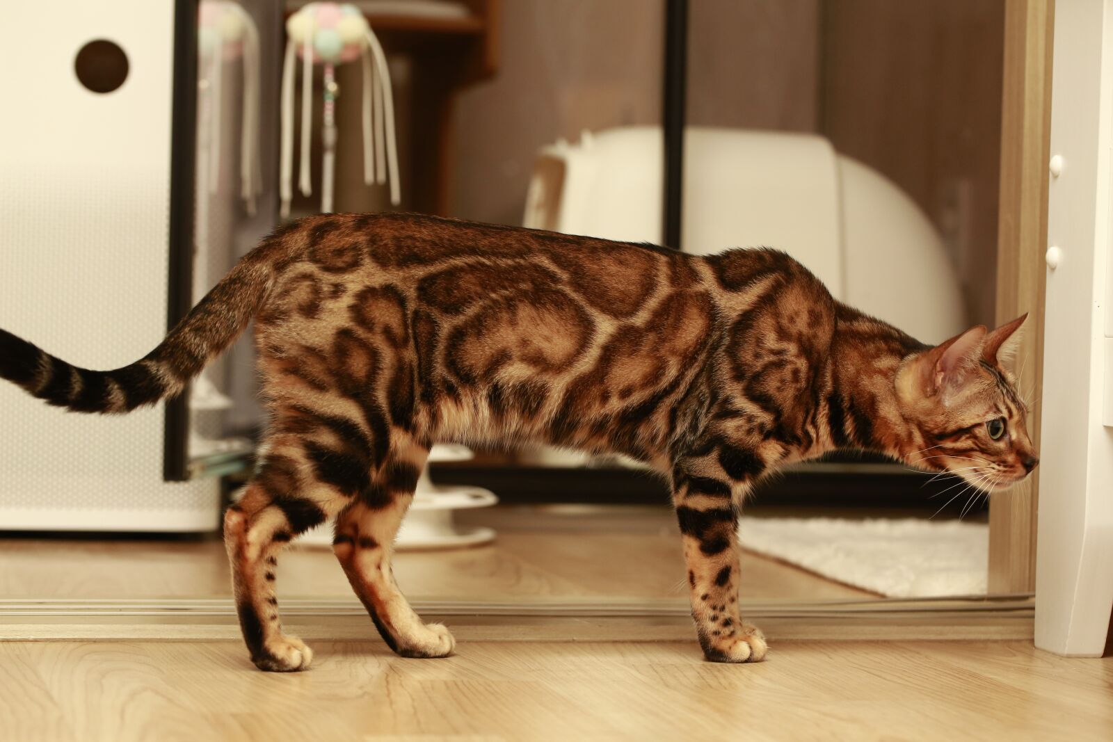 Canon EF 100mm F2.8L Macro IS USM sample photo. Cat, bengal, bengal cat photography