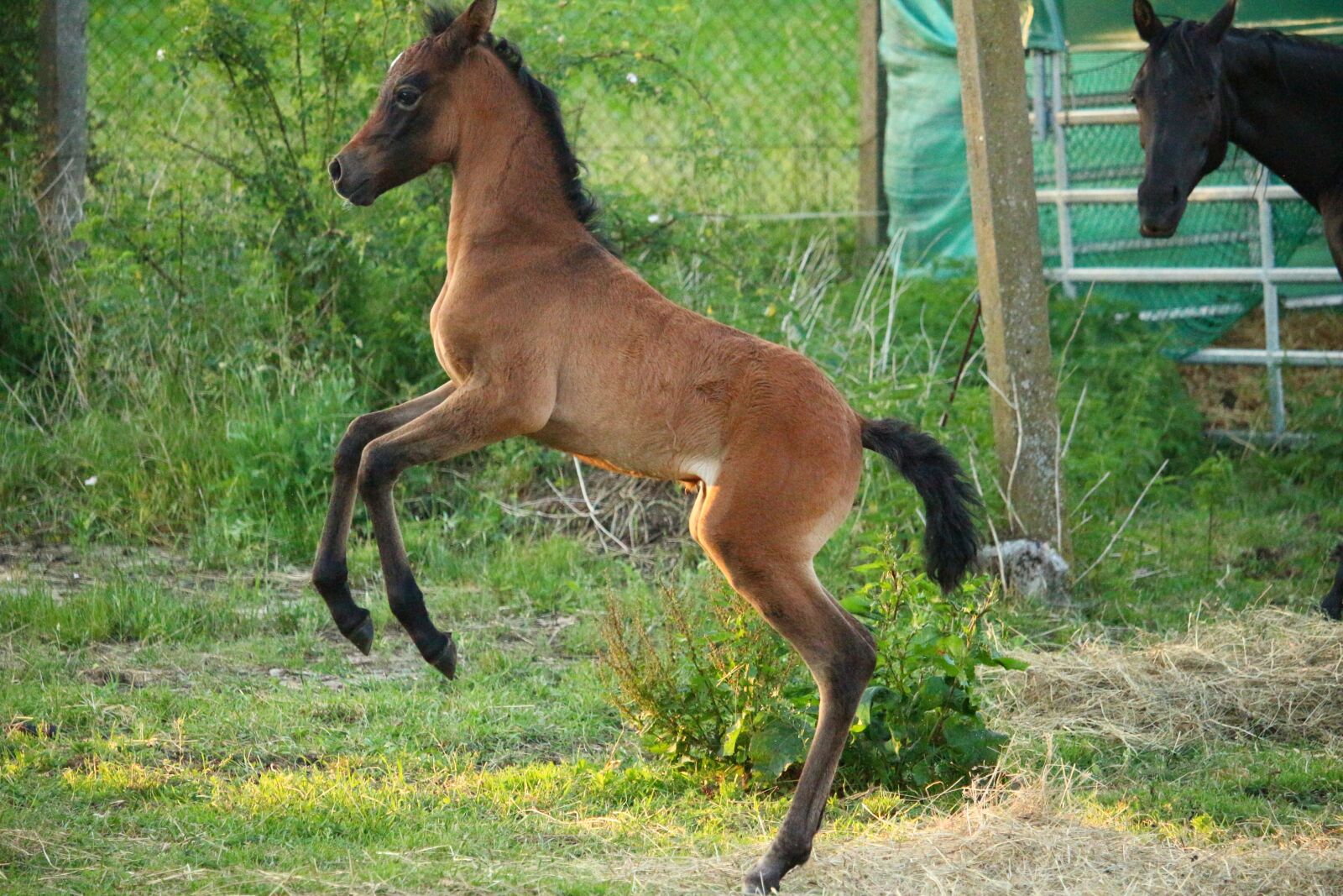 Canon EOS 100D (EOS Rebel SL1 / EOS Kiss X7) sample photo. Horse, foal, suckling photography