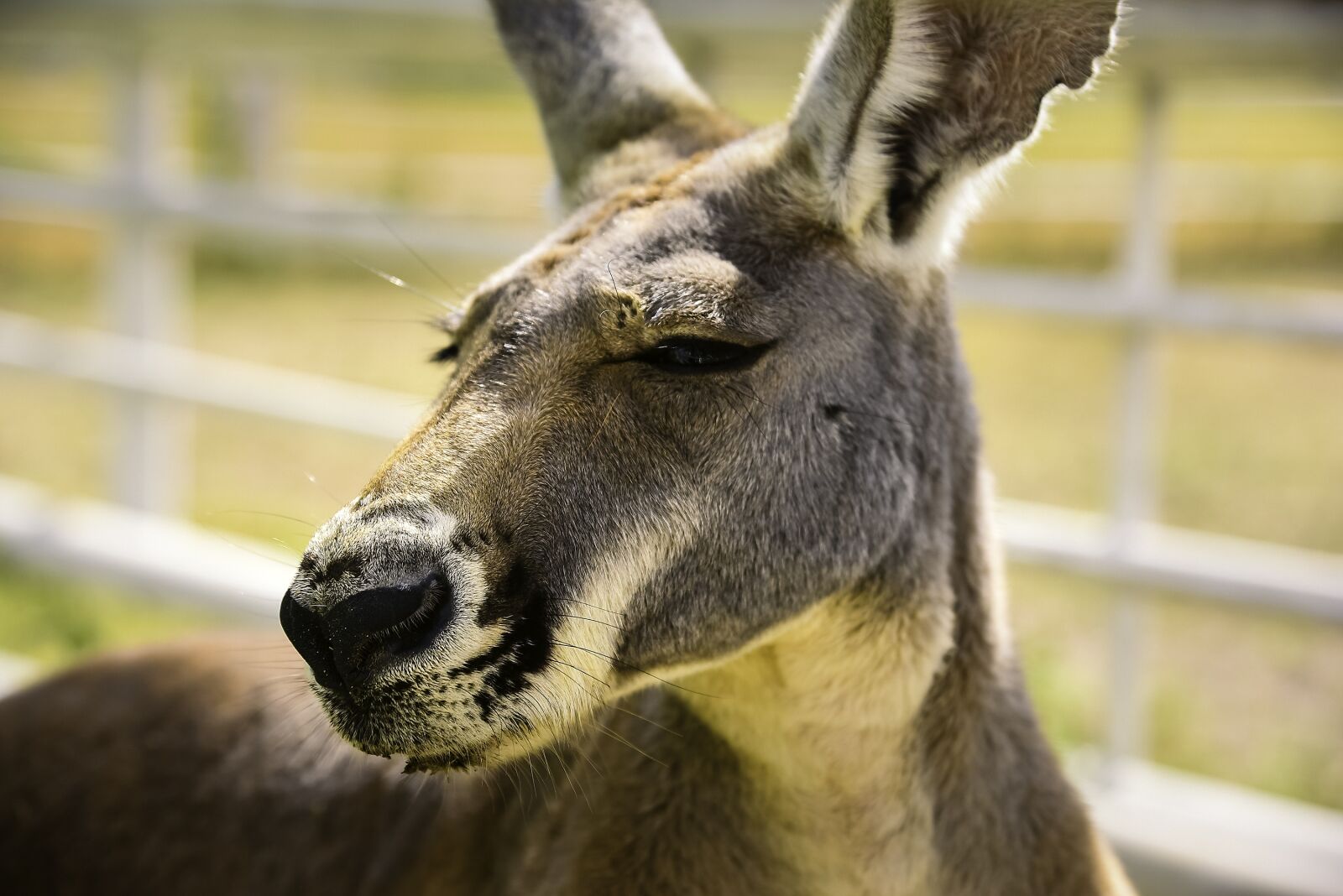 Nikon D750 sample photo. Animal, nature, mammal photography