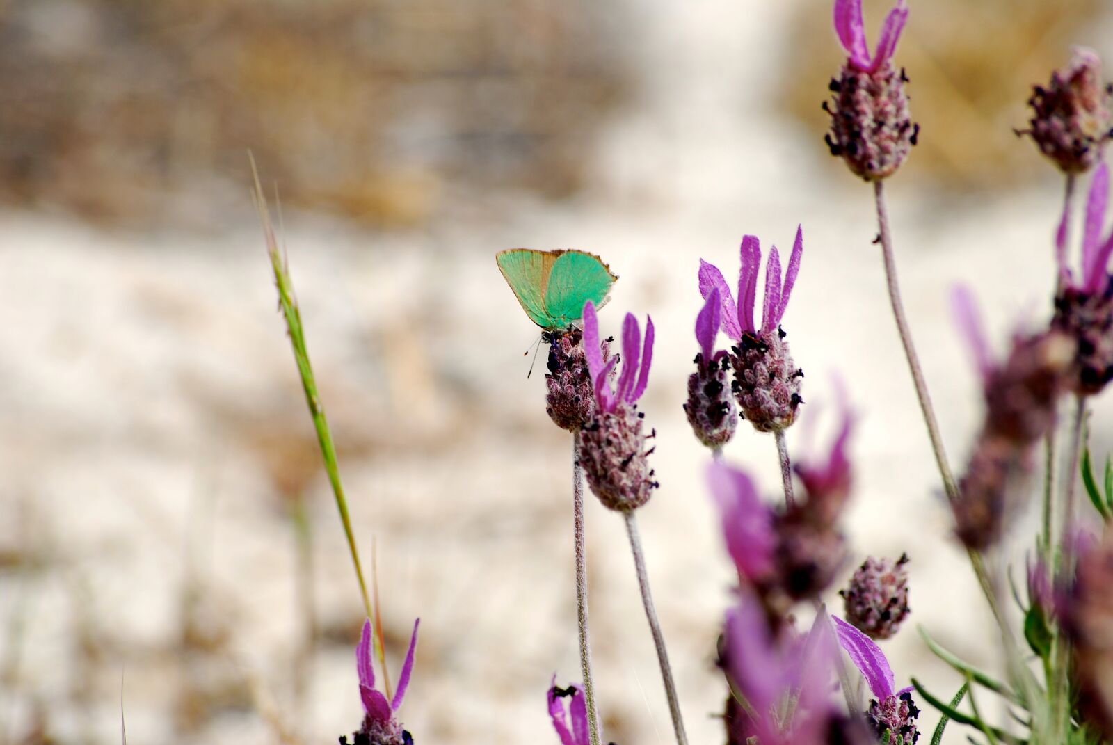 Nikon D40X sample photo. Butterfly, flower, senegal photography