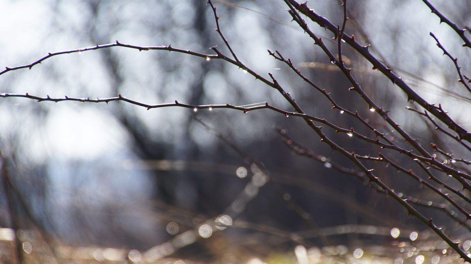 DT 18-270mm F3.5-6.3 SSM sample photo. Aesthetic, branches, sun photography