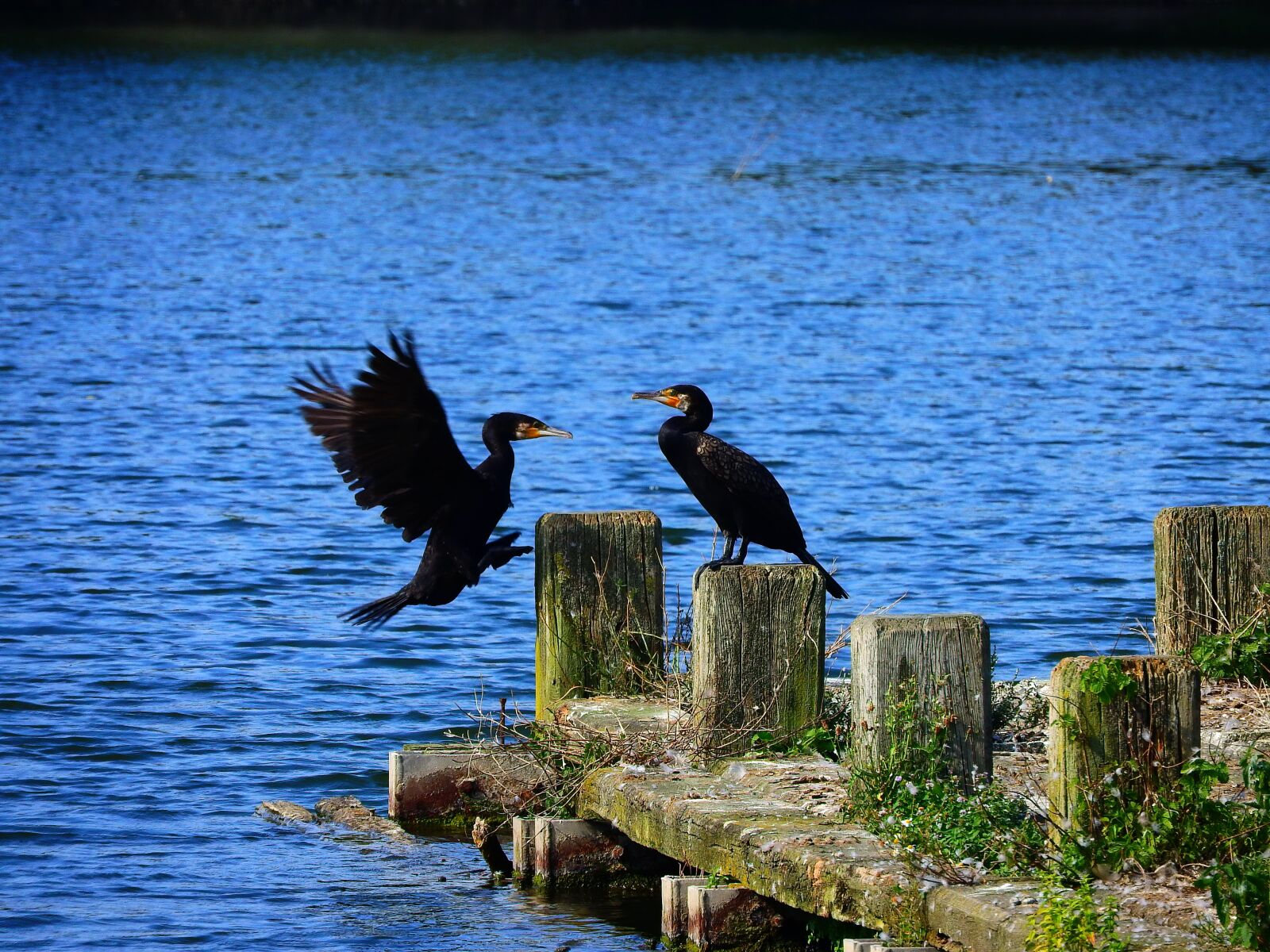 Nikon Coolpix P610 sample photo. Cormorant, ansitz, approach photography