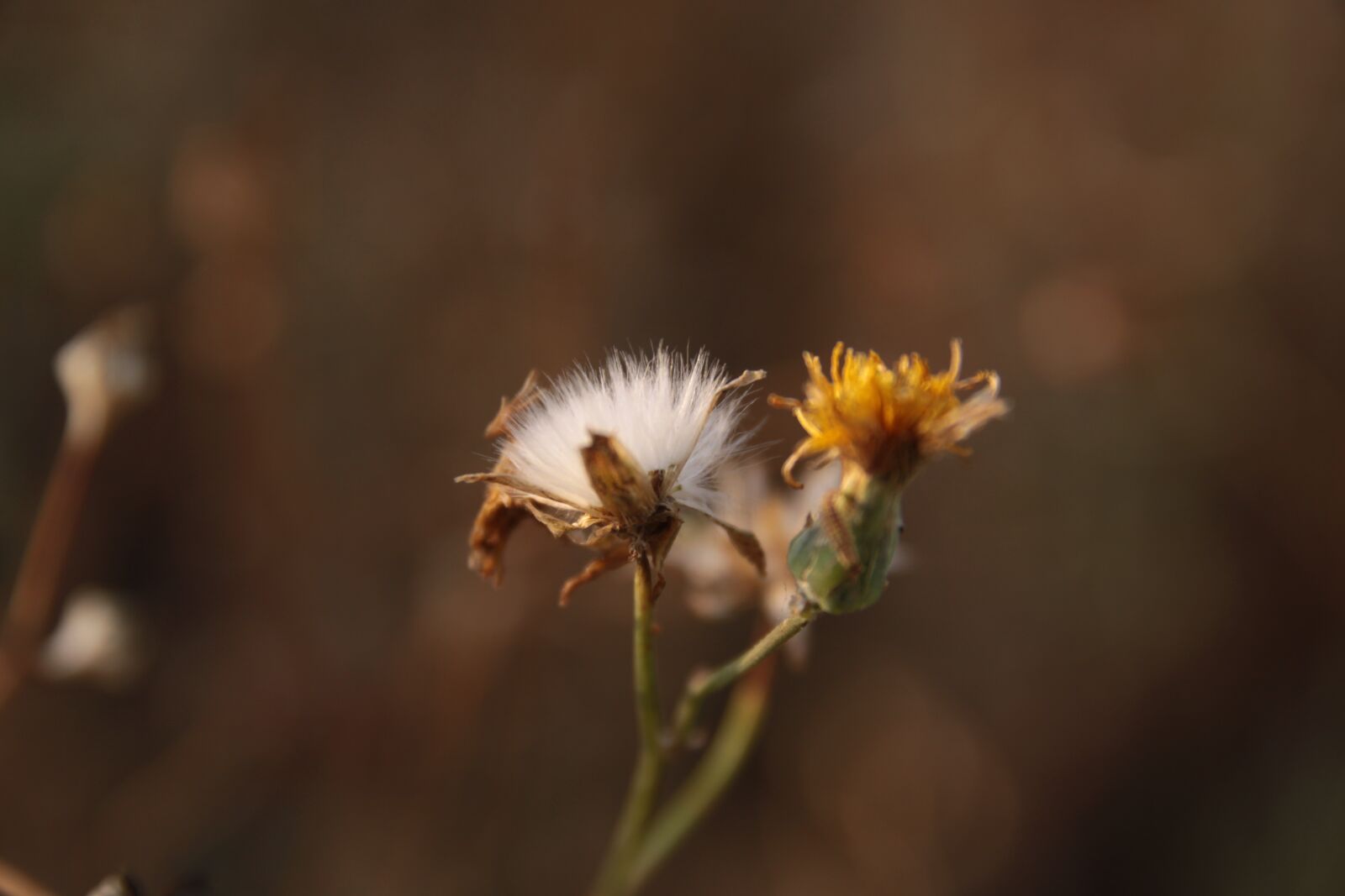 Canon EOS 50D sample photo. Thistle, flower, botany photography